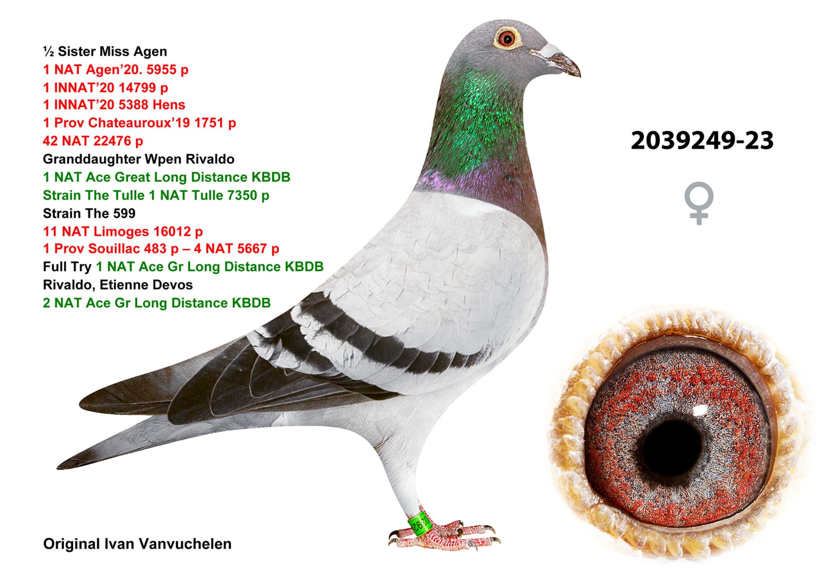 pigeon: undefined