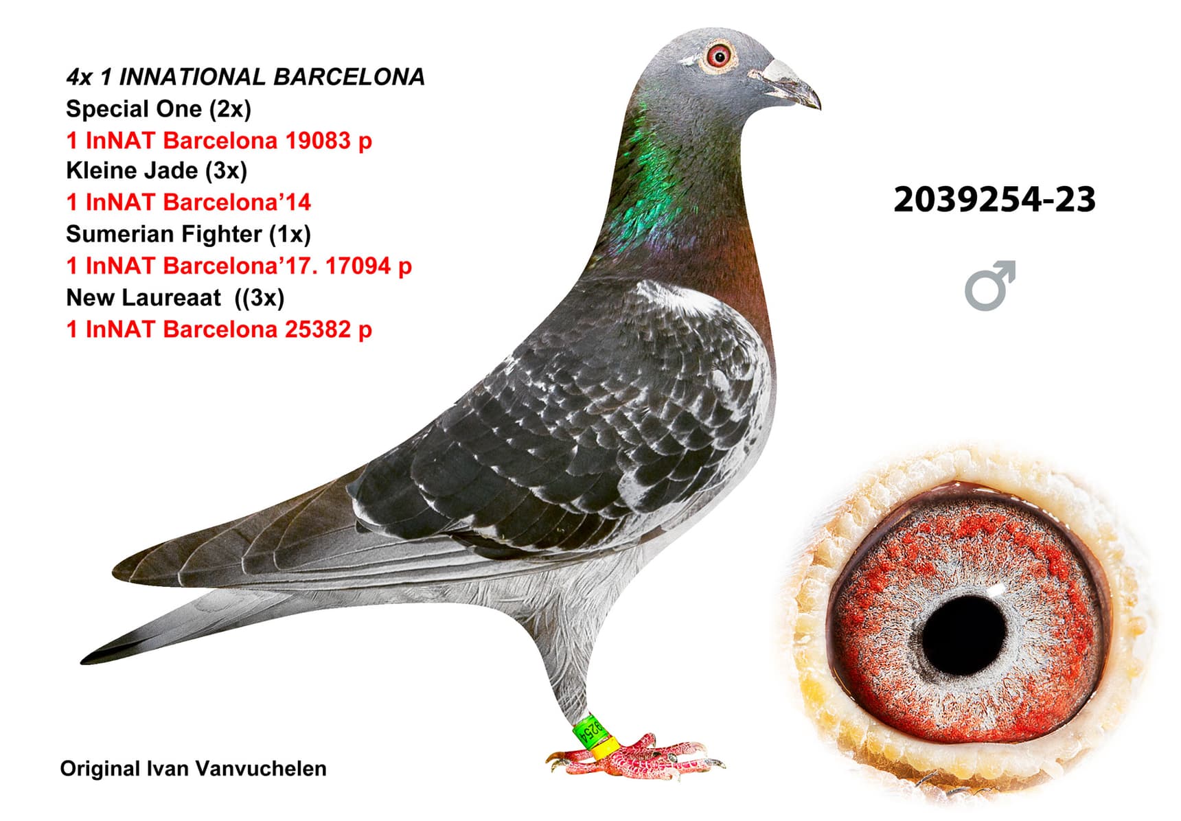 pigeon: undefined