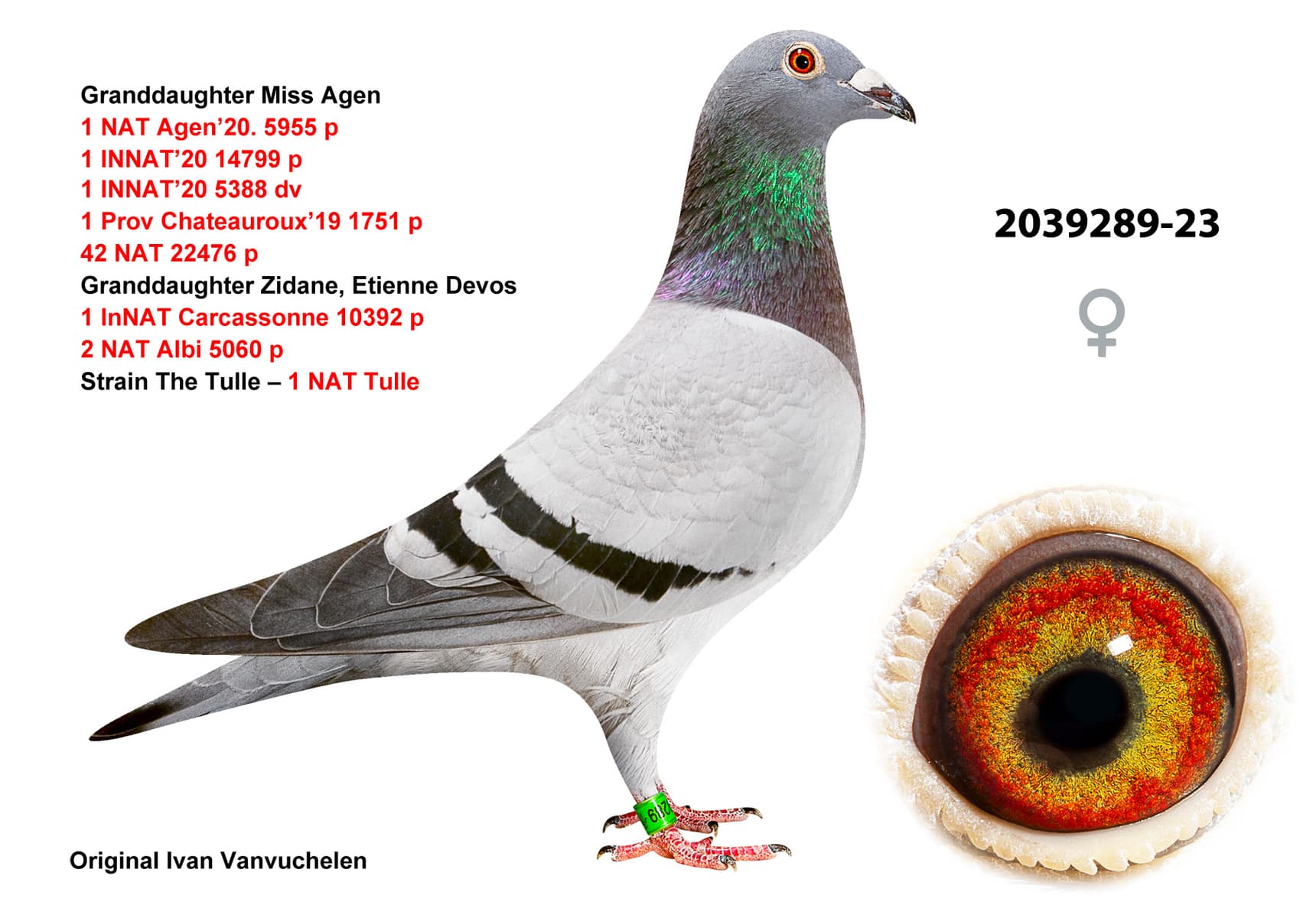 pigeon: undefined
