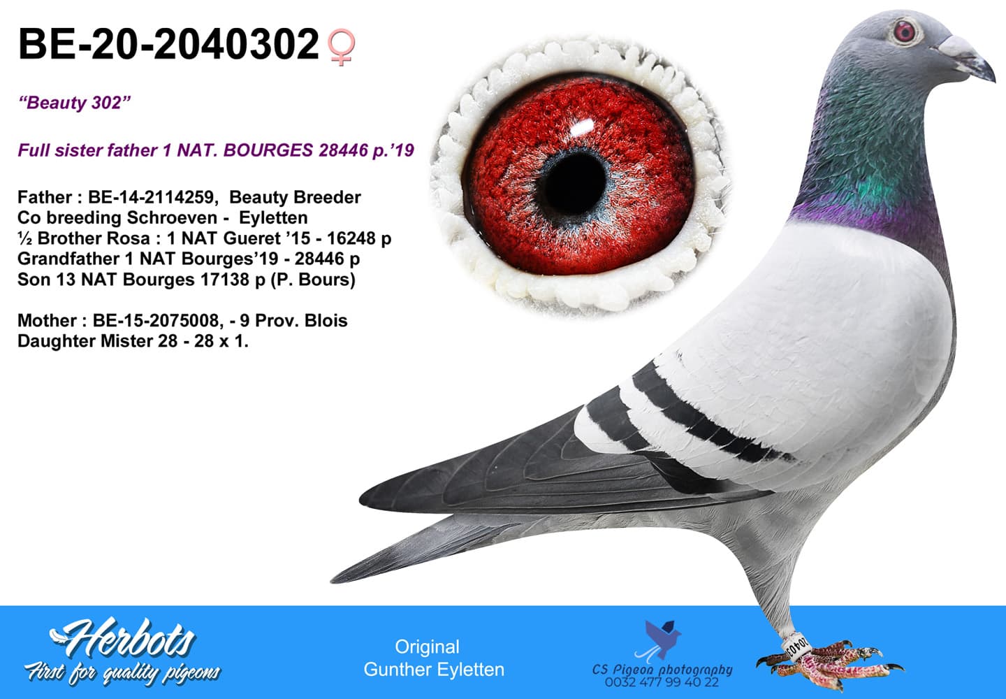 pigeon: Beauty 302