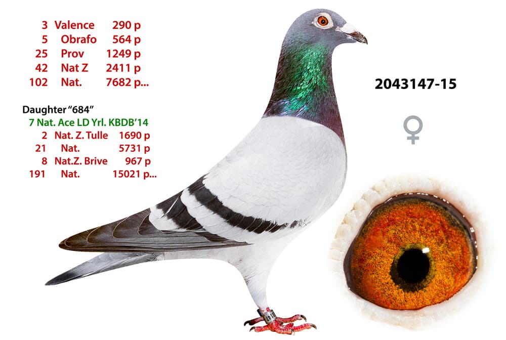 pigeon: Blauwe Clement 147