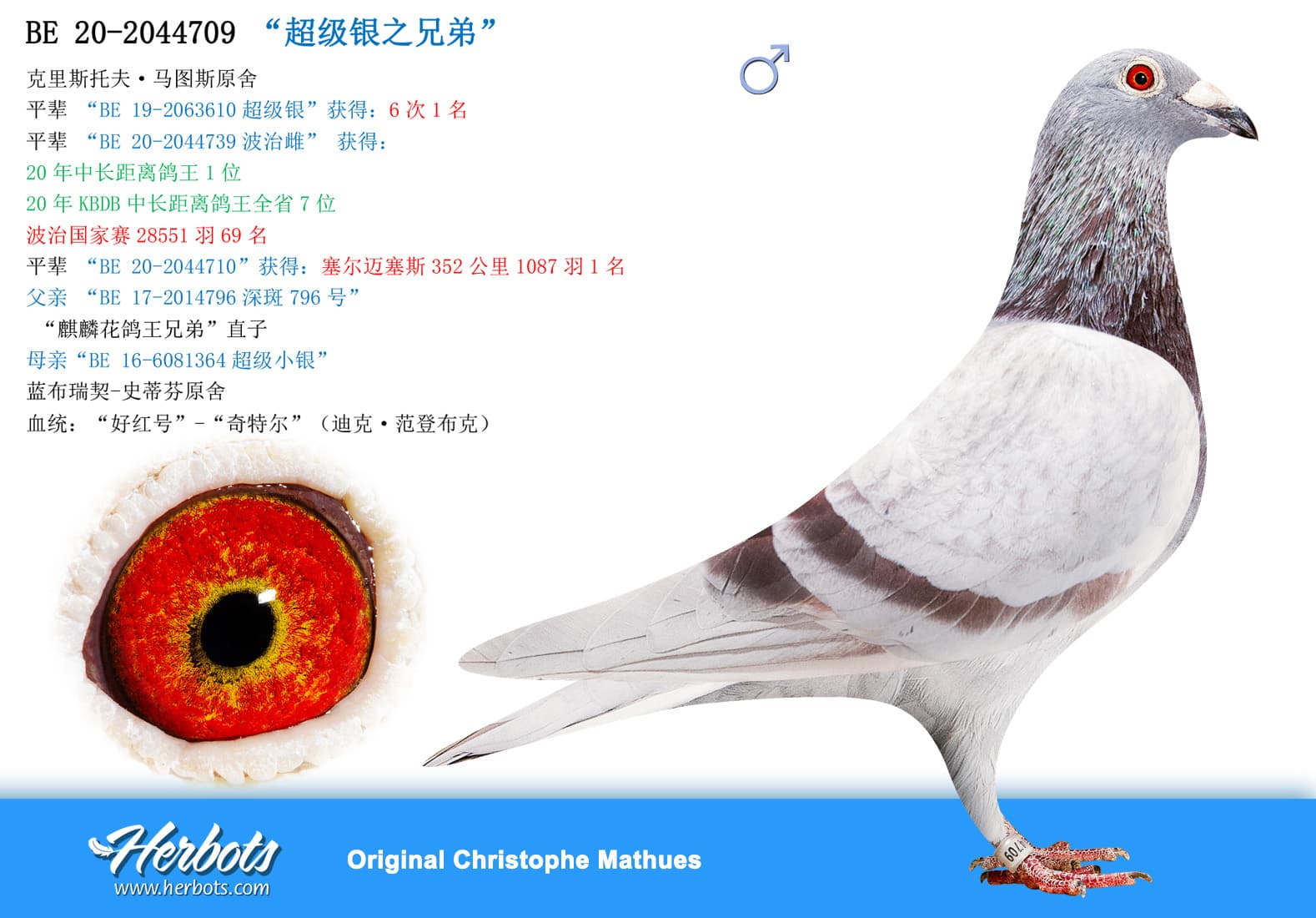 pigeon: undefined