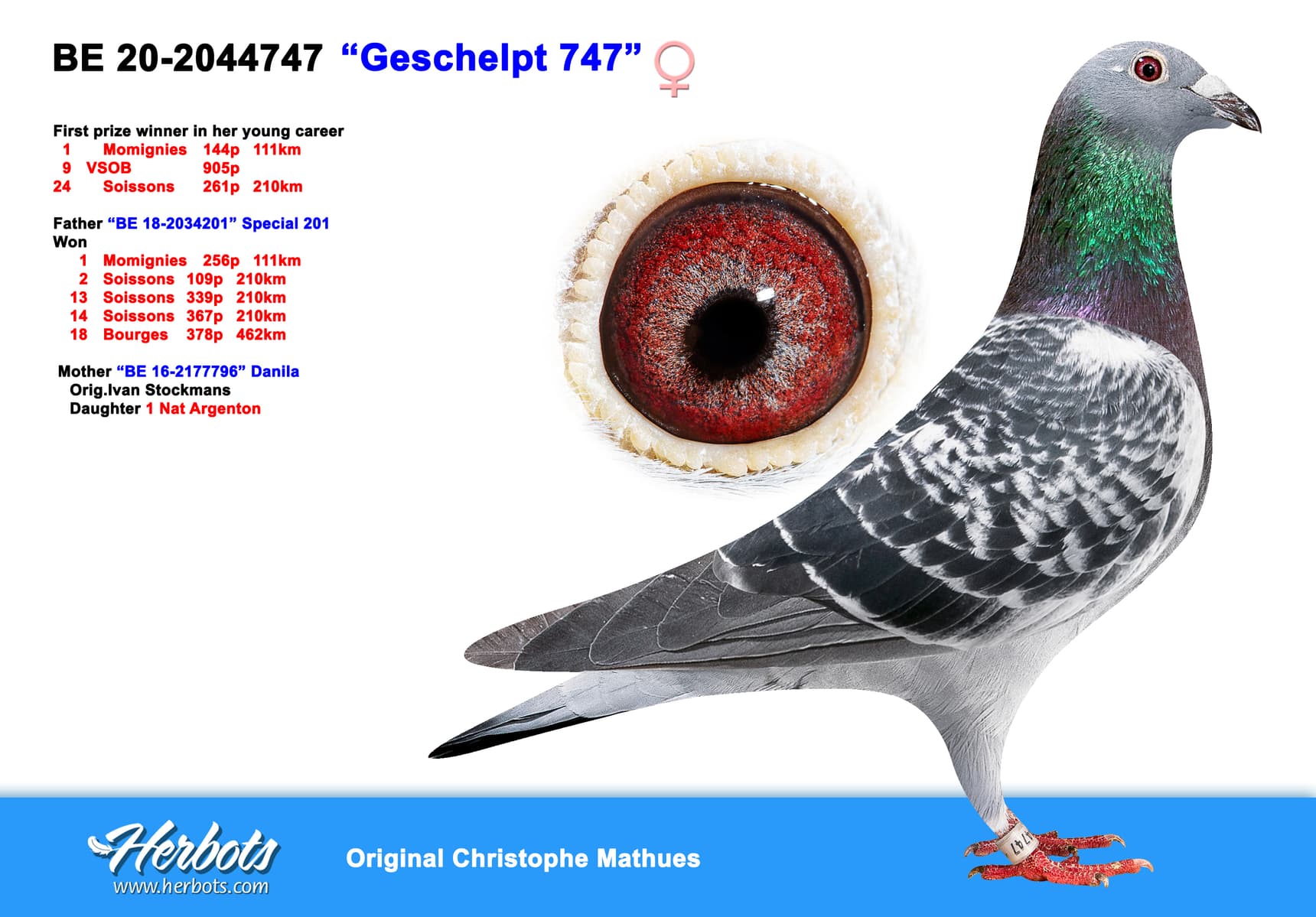 pigeon: “Geschelpt 747”