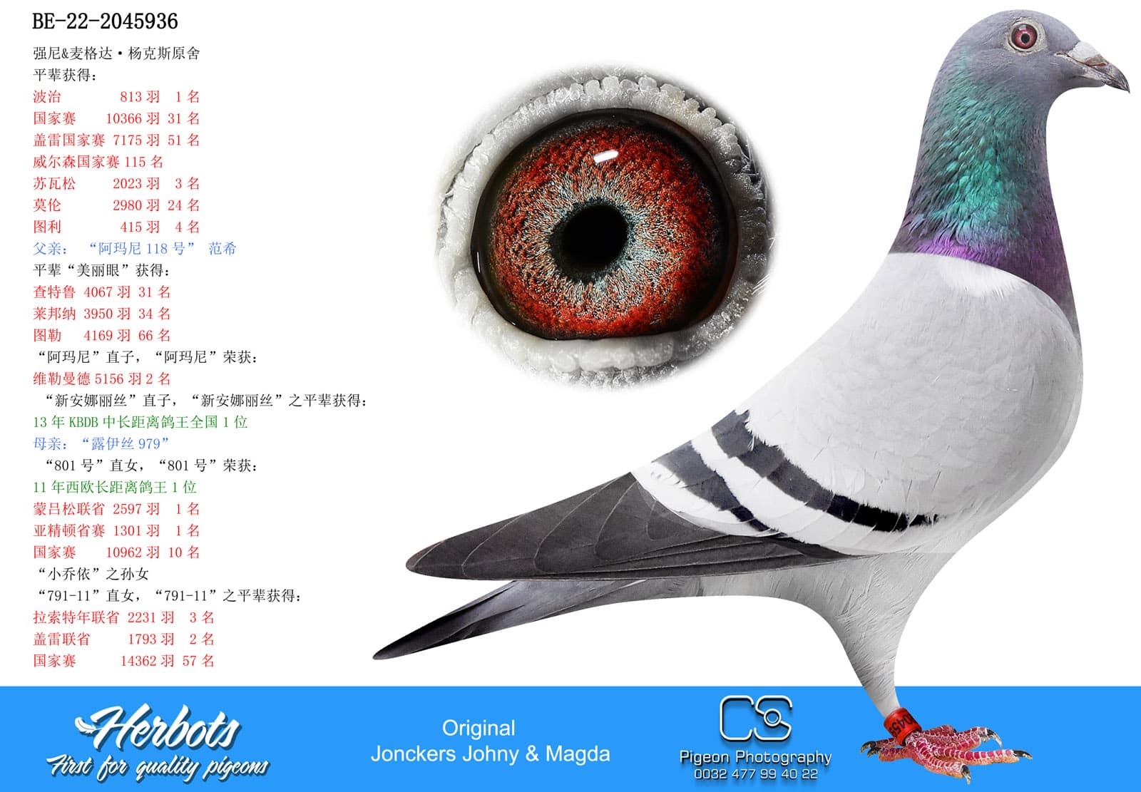 pigeon: undefined