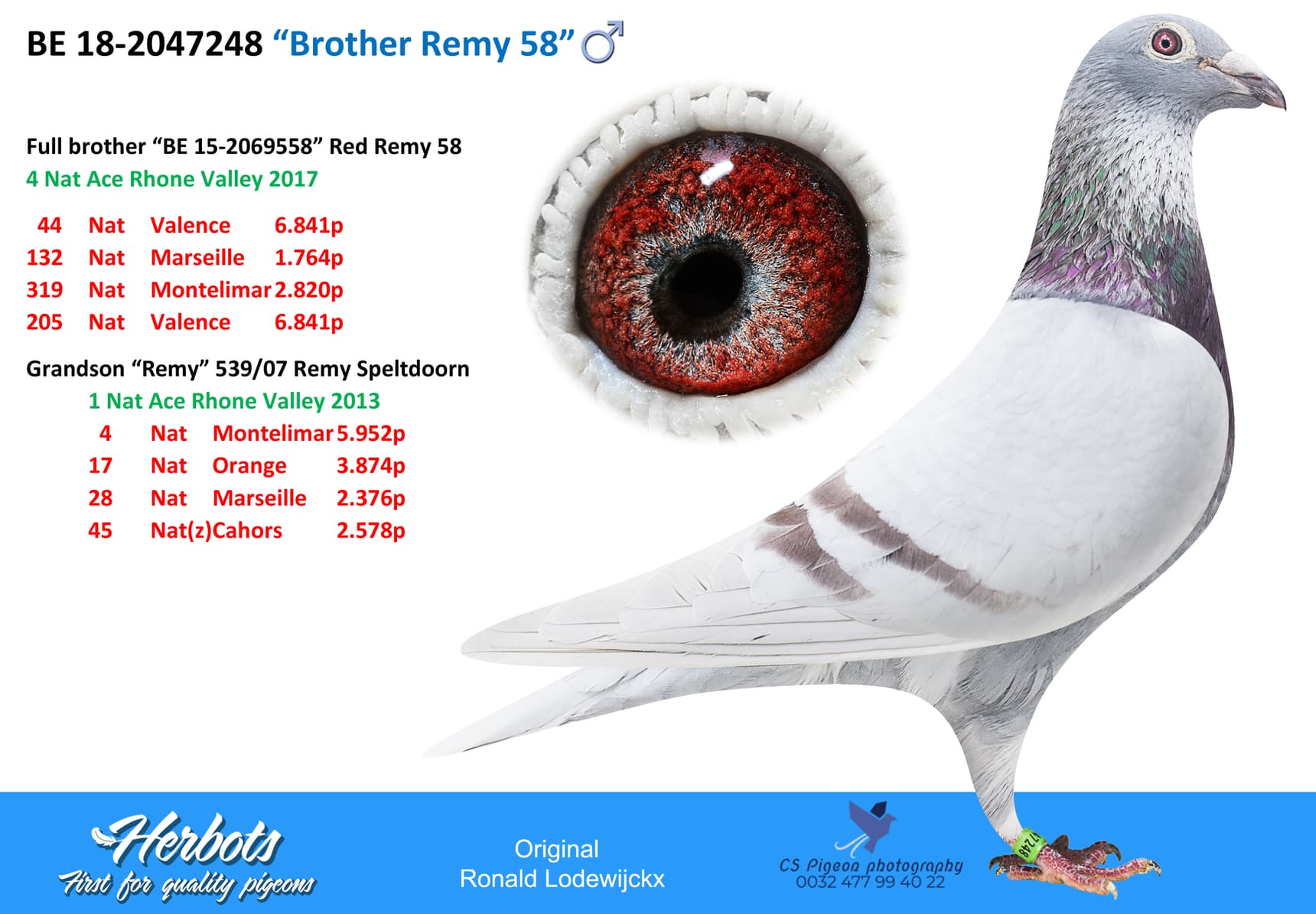 pigeon: “Brother Remy 58”