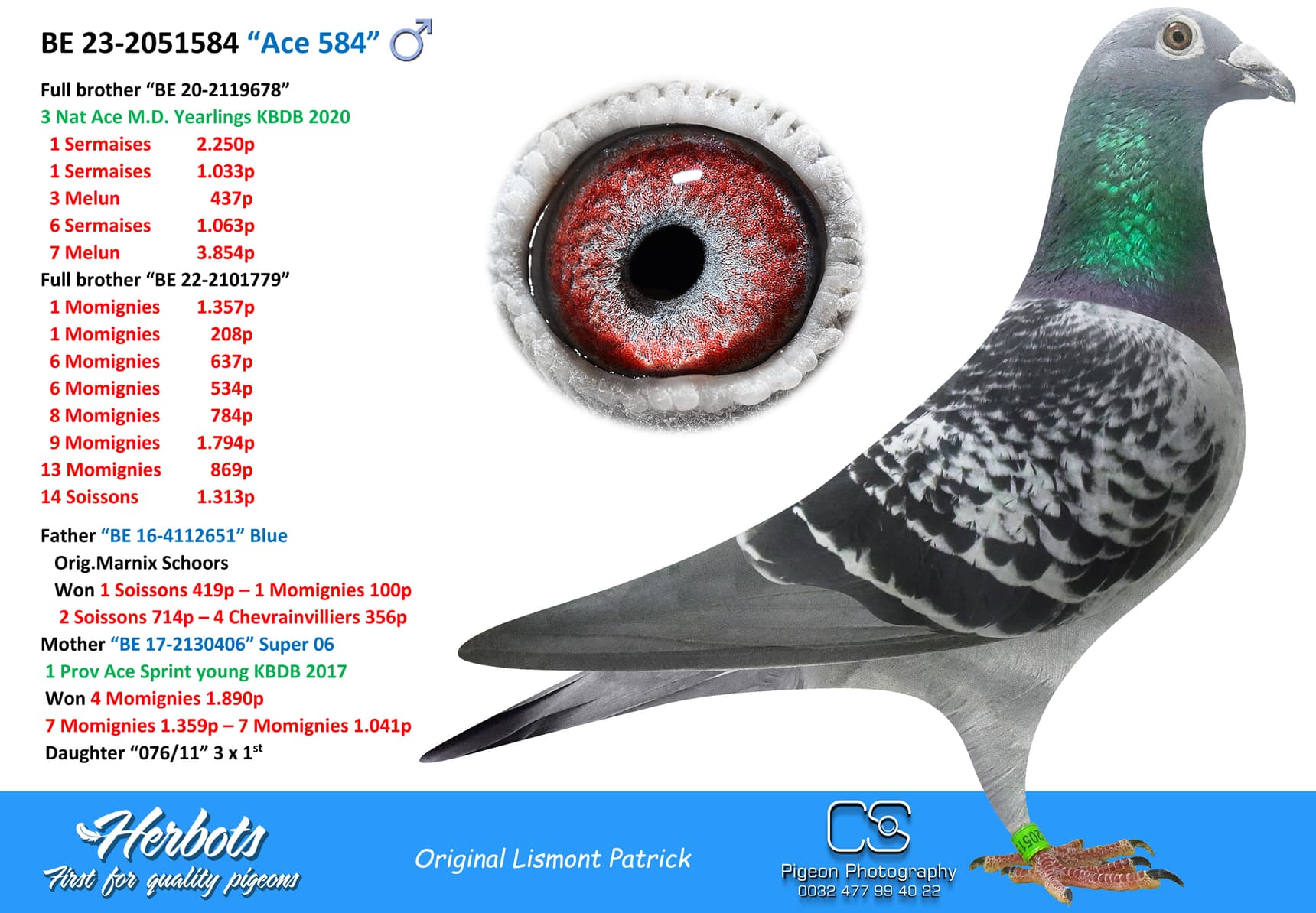 pigeon: “Ace 584”