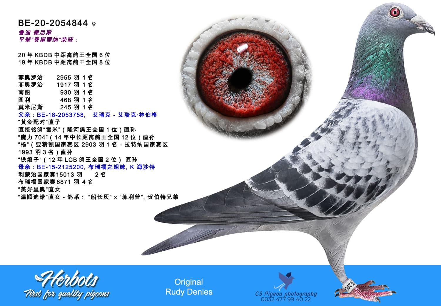 pigeon: undefined