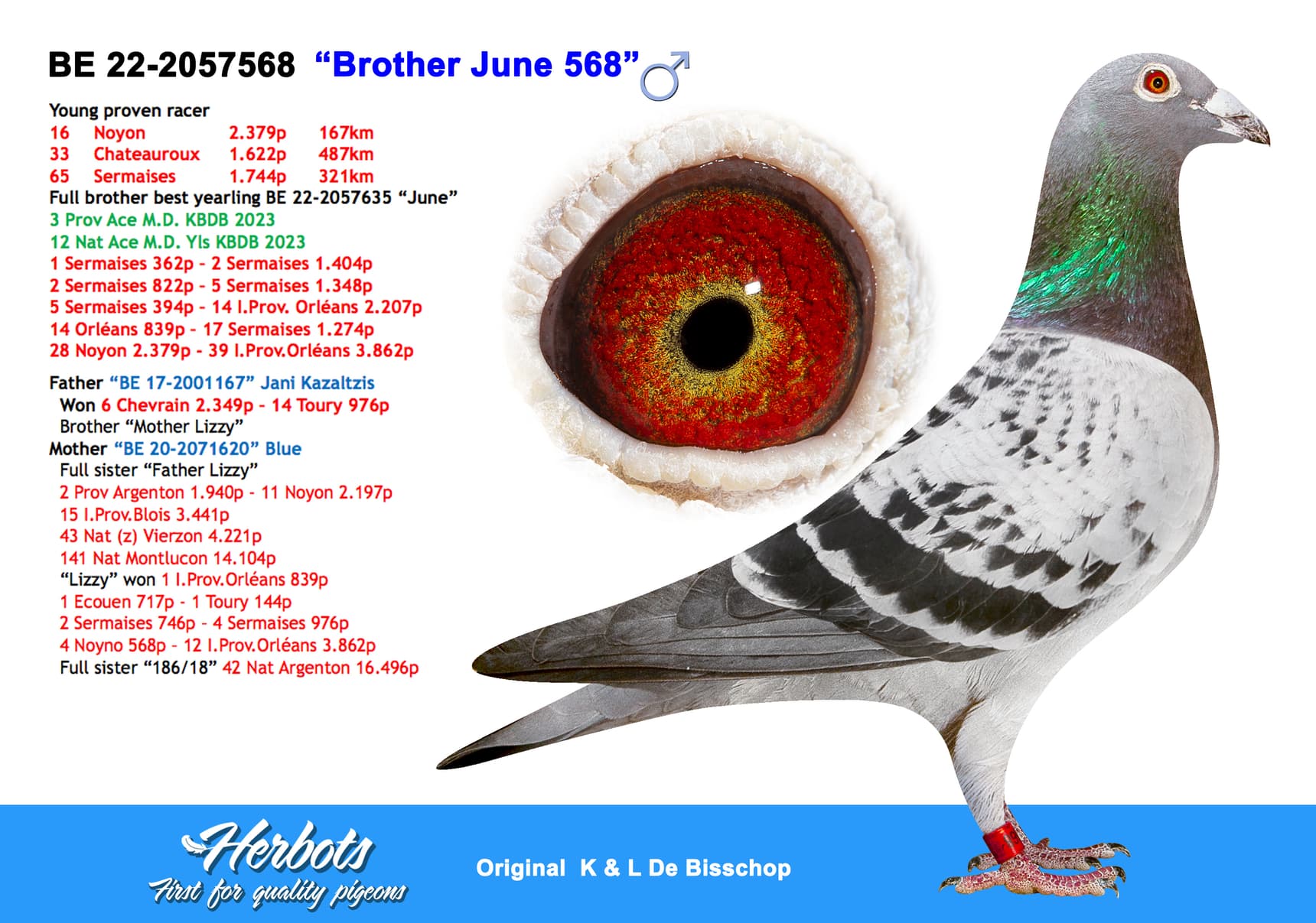 pigeon: “Brother June 568”