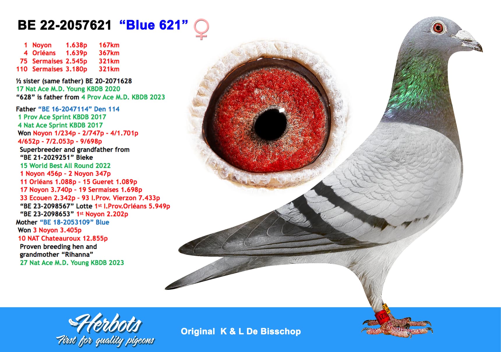 pigeon: “Blue 621”