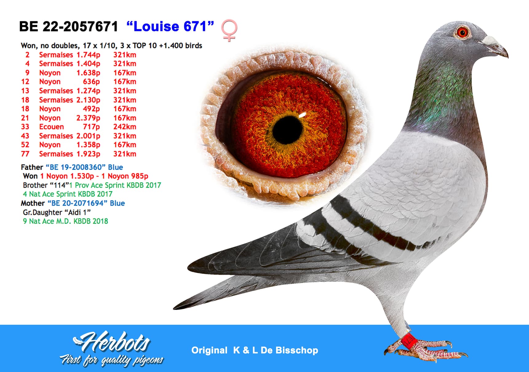 pigeon: “Louise 671”