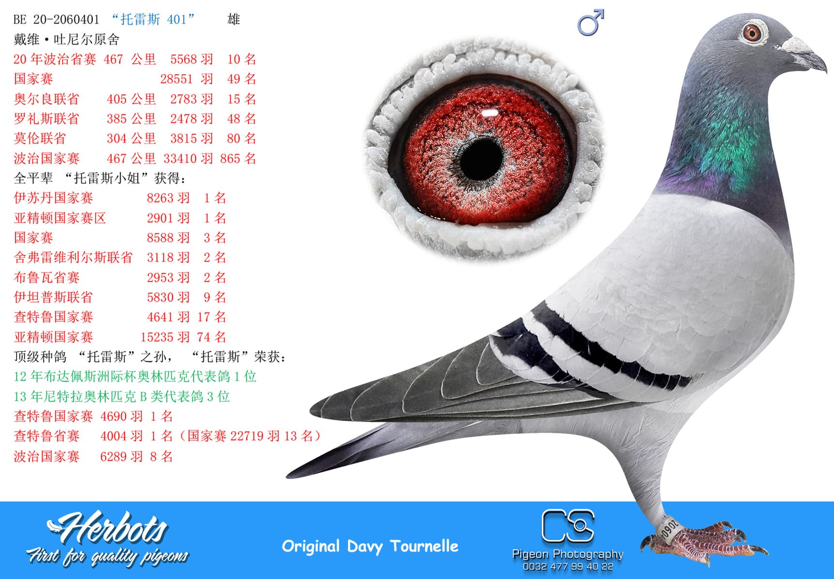 pigeon: “托雷斯 401”