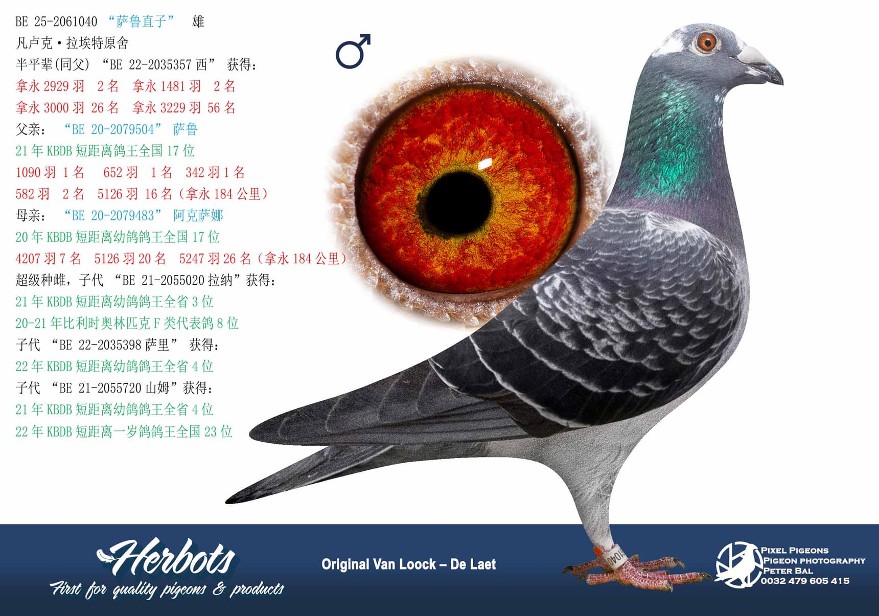 pigeon: undefined