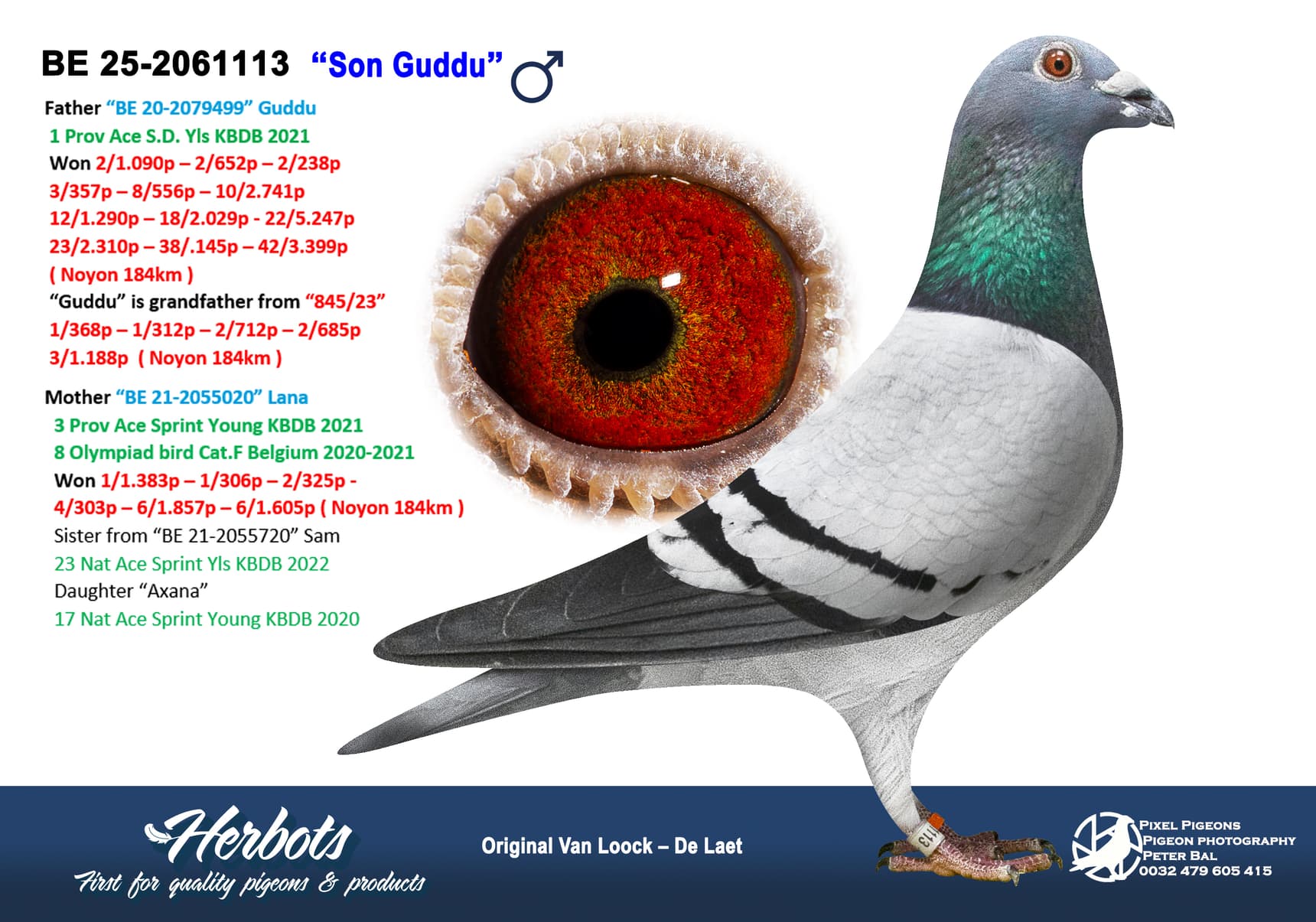 pigeon: undefined