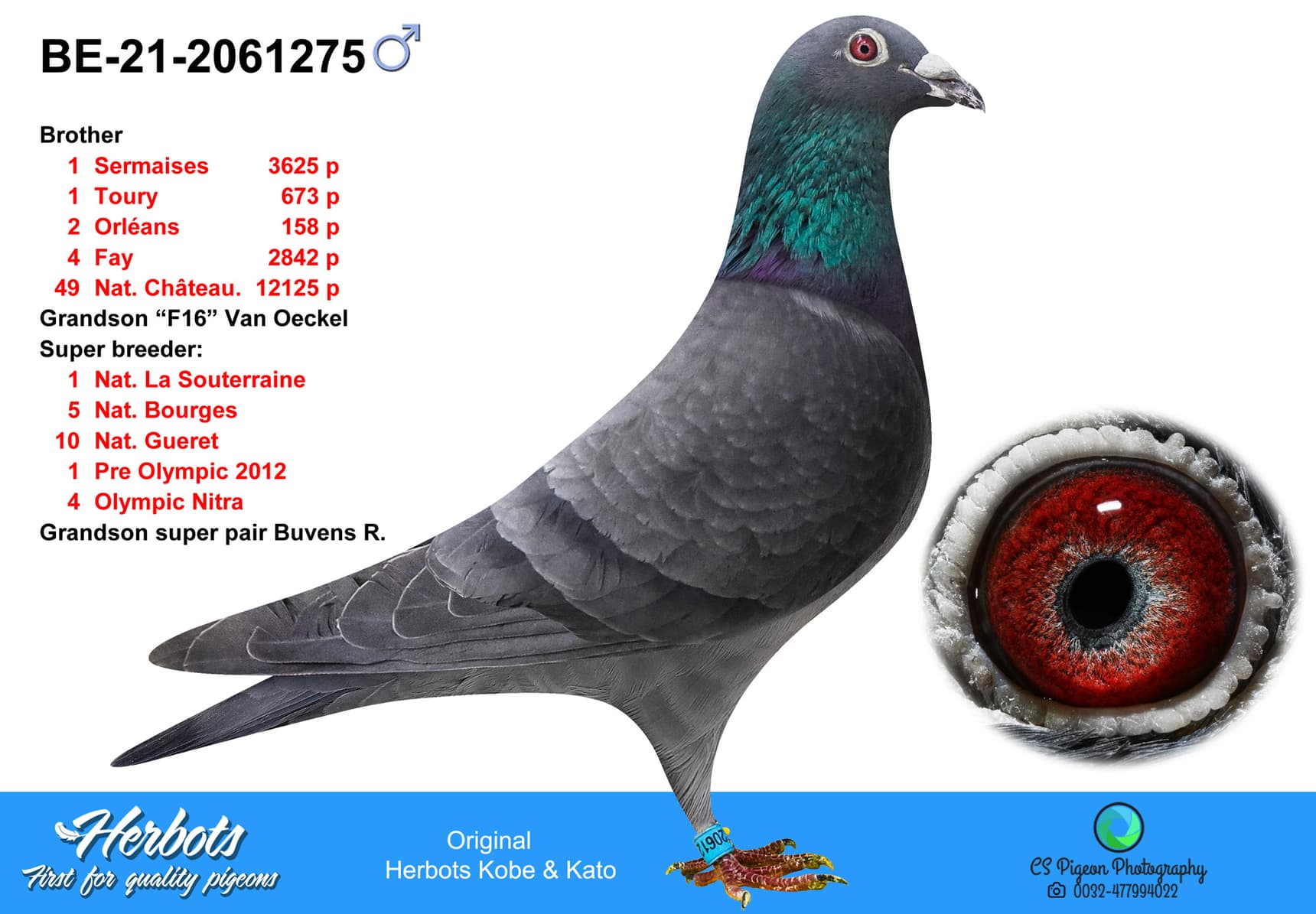 pigeon: undefined