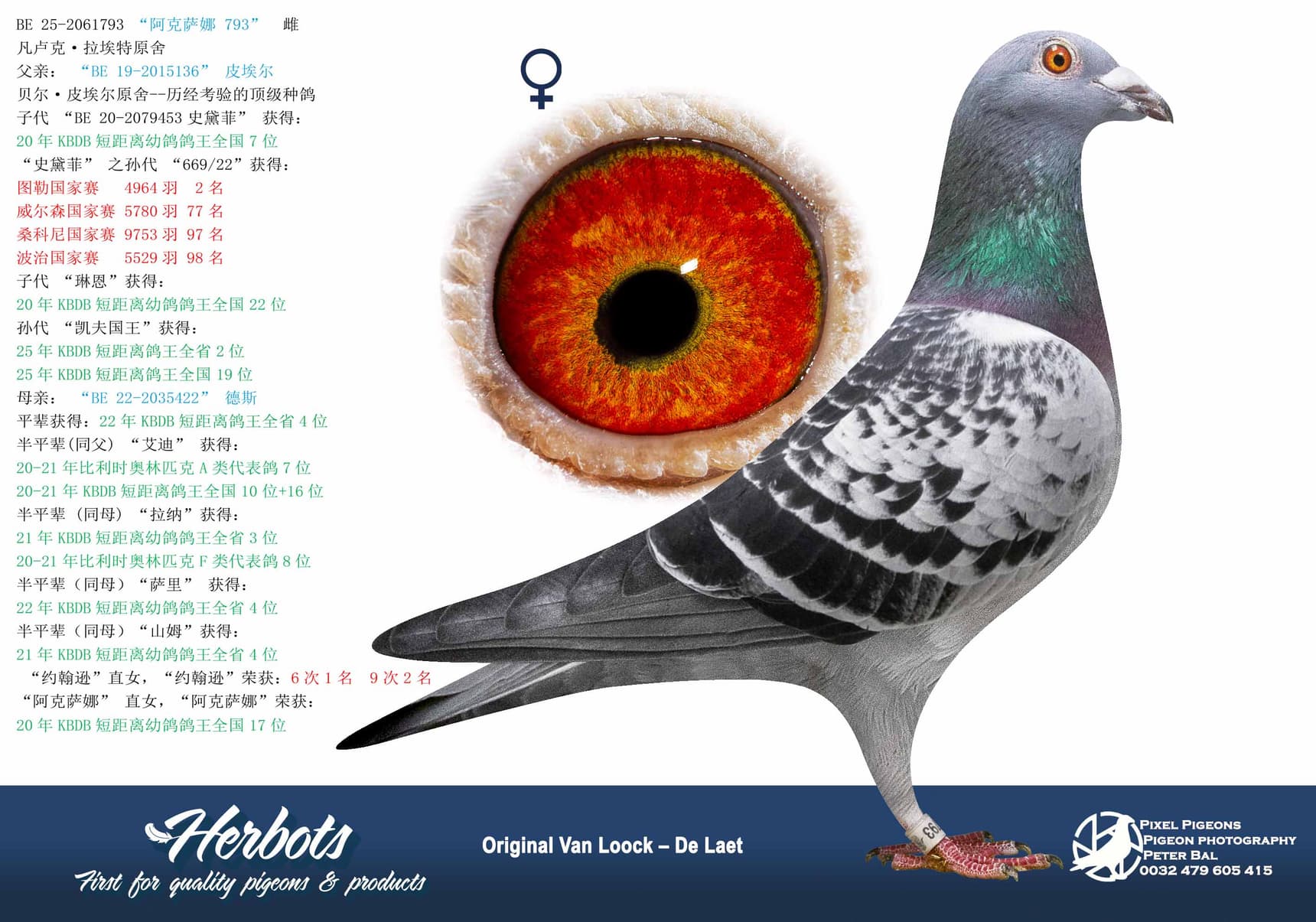 pigeon: undefined