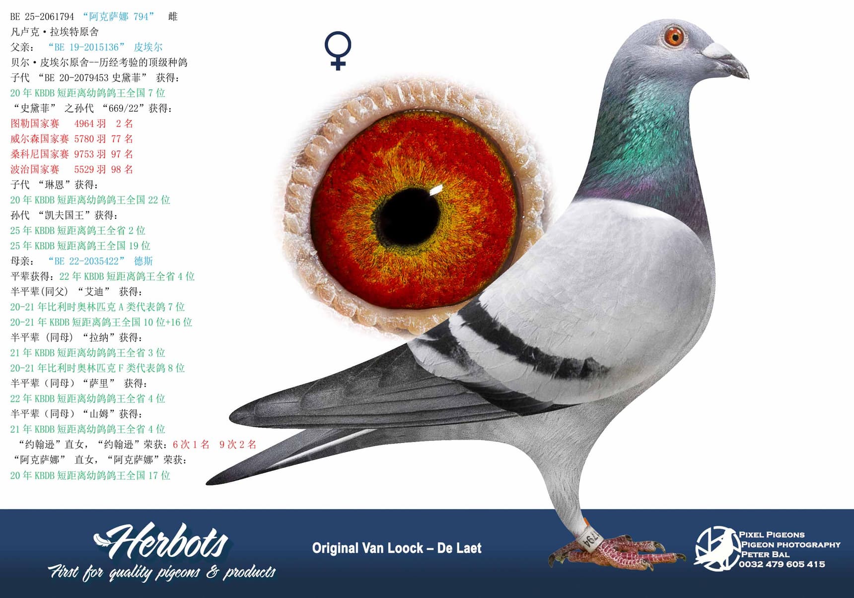 pigeon: undefined