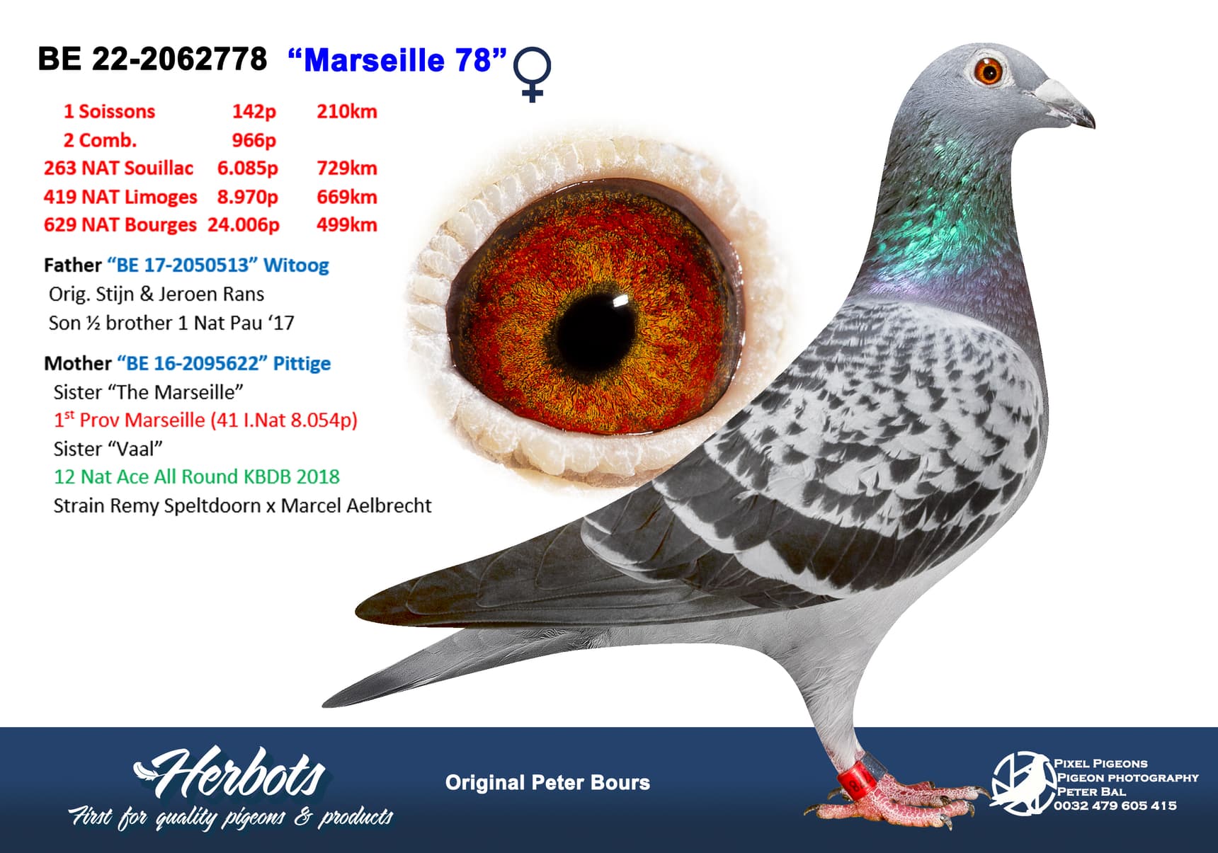 pigeon: undefined