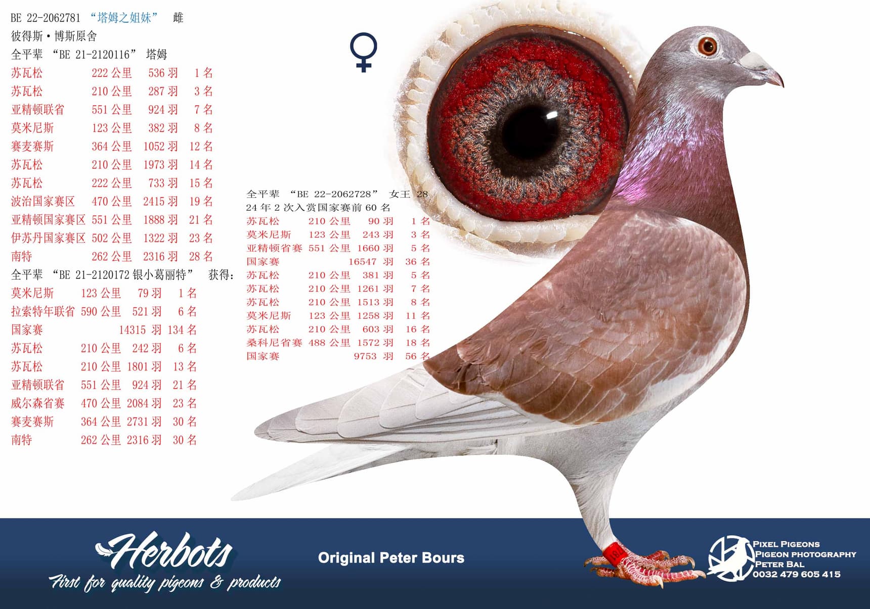 pigeon: undefined
