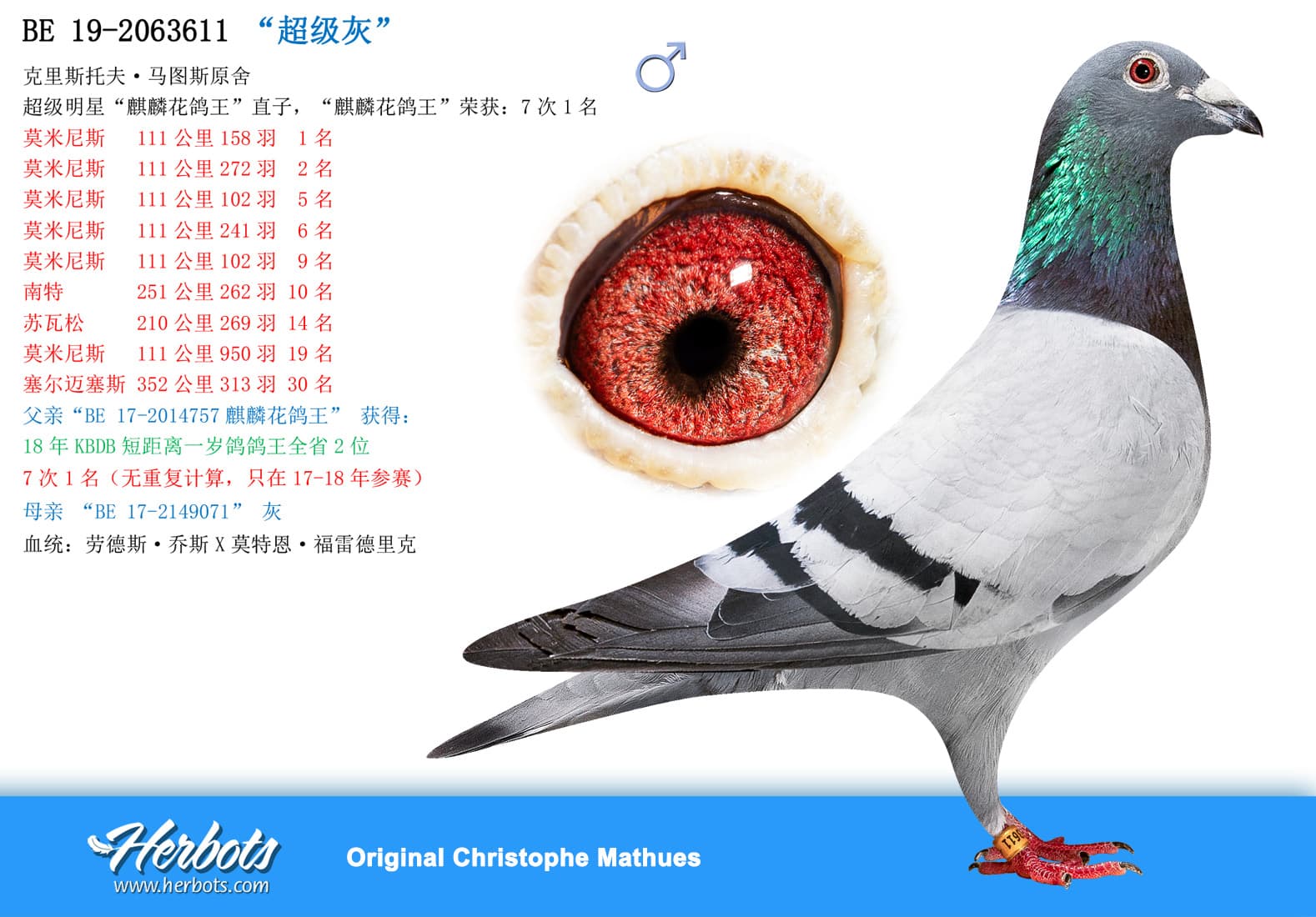 pigeon: undefined