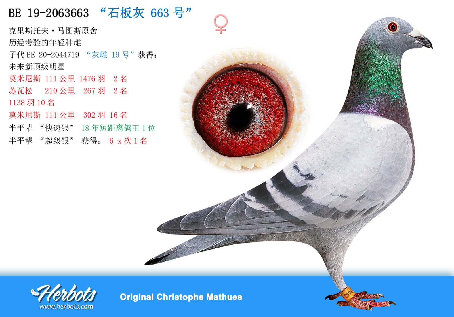 pigeon: undefined