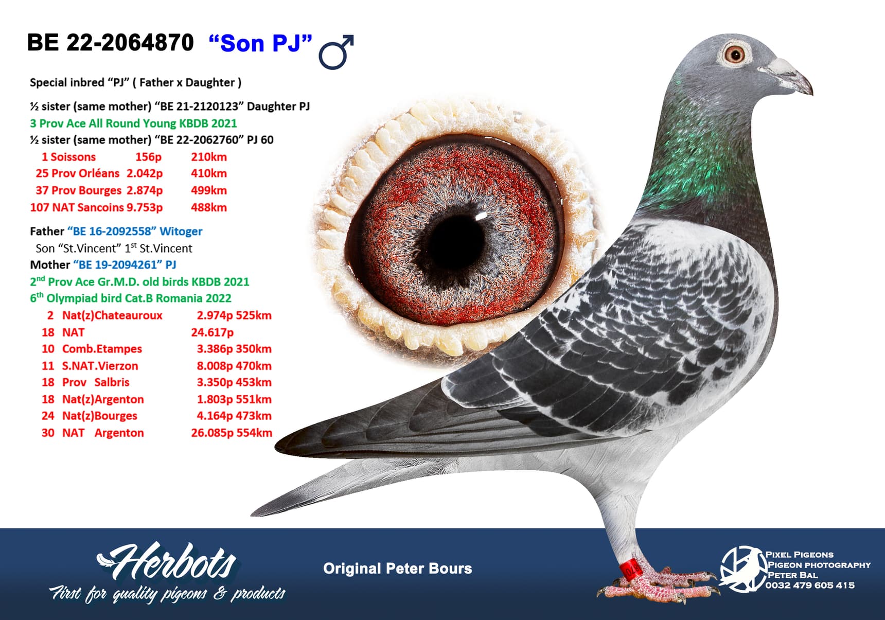 pigeon: “Son PJ”