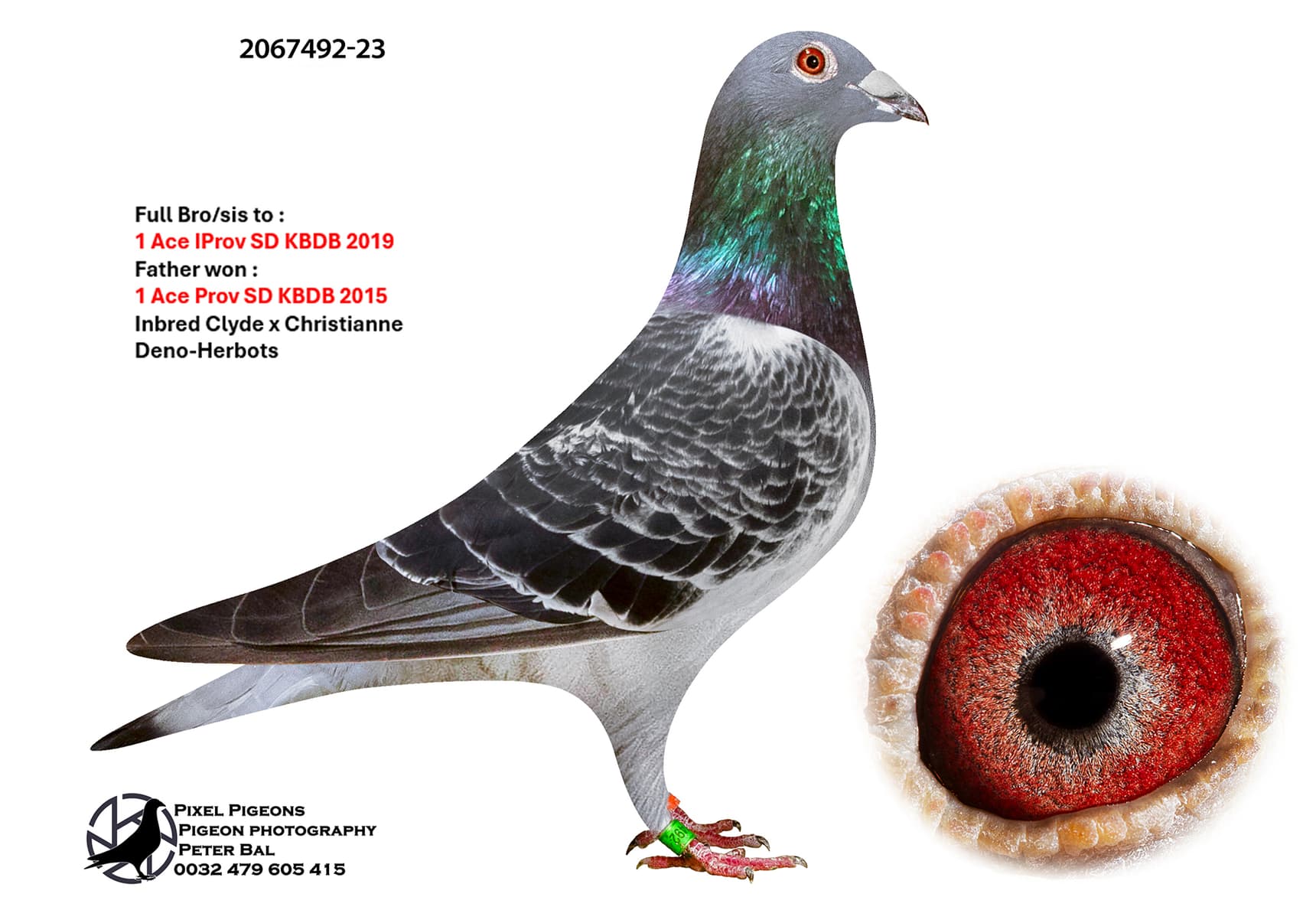 Brother 1 Ace Iprov SD KBDB 2019