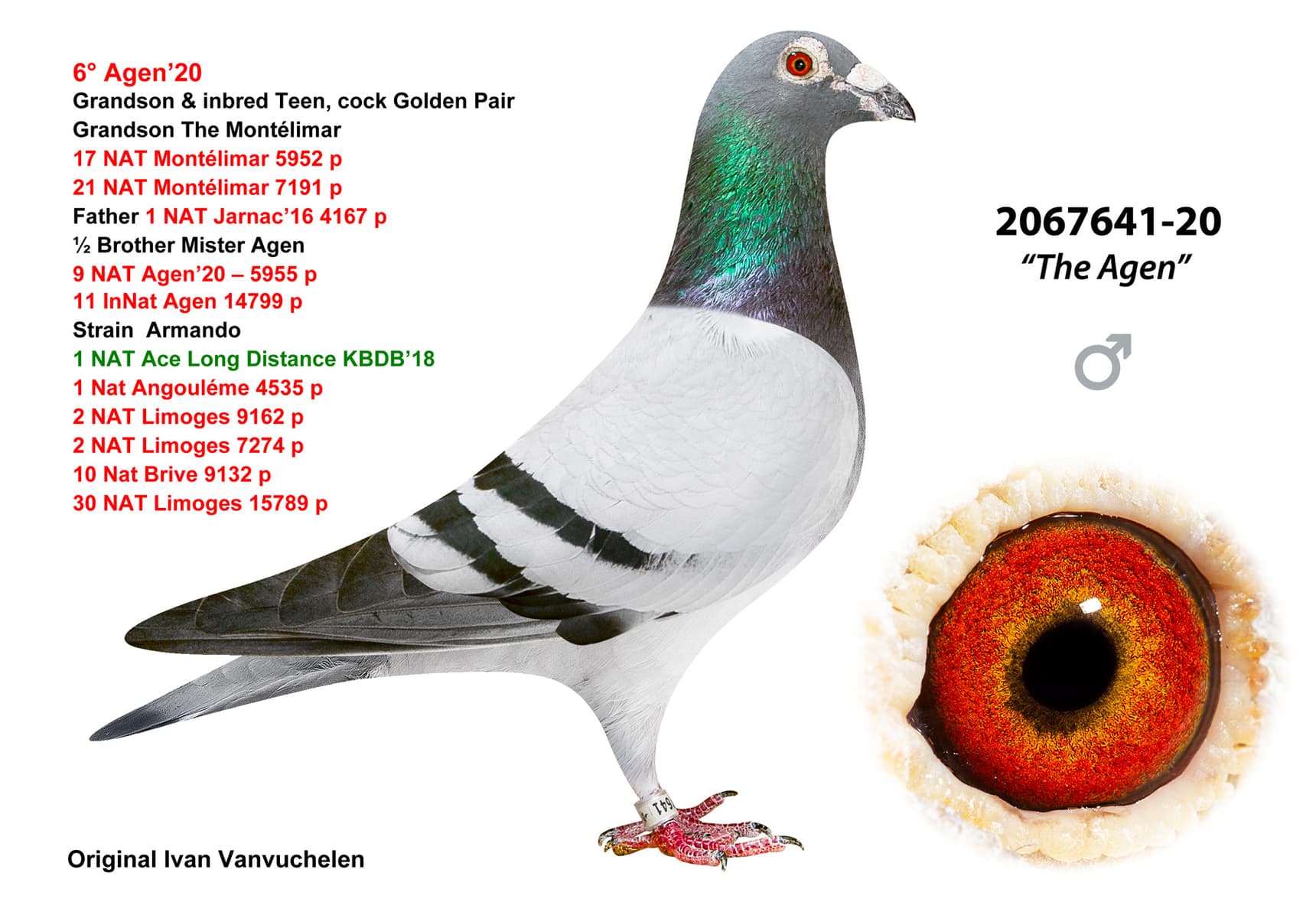 pigeon: The Agen