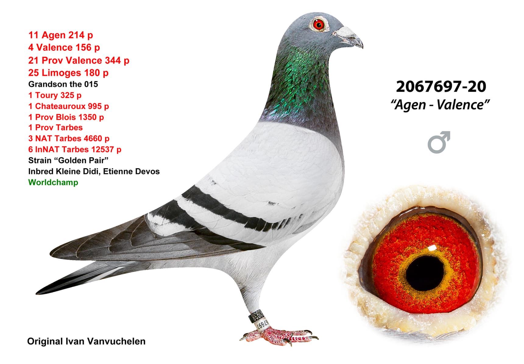 pigeon: Agen Valence