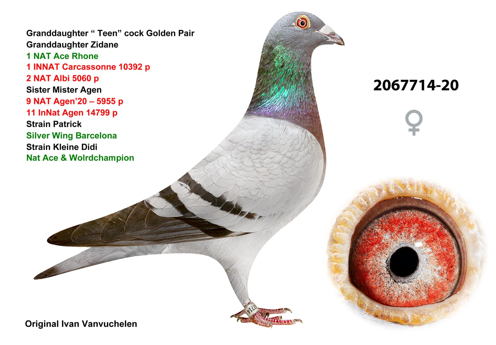 pigeon: undefined