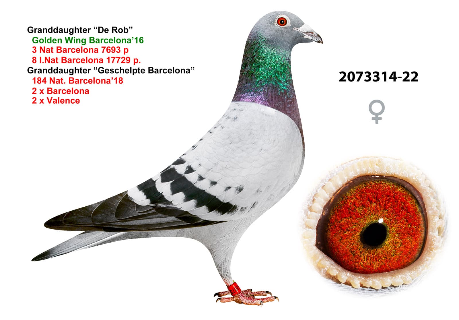 pigeon: undefined