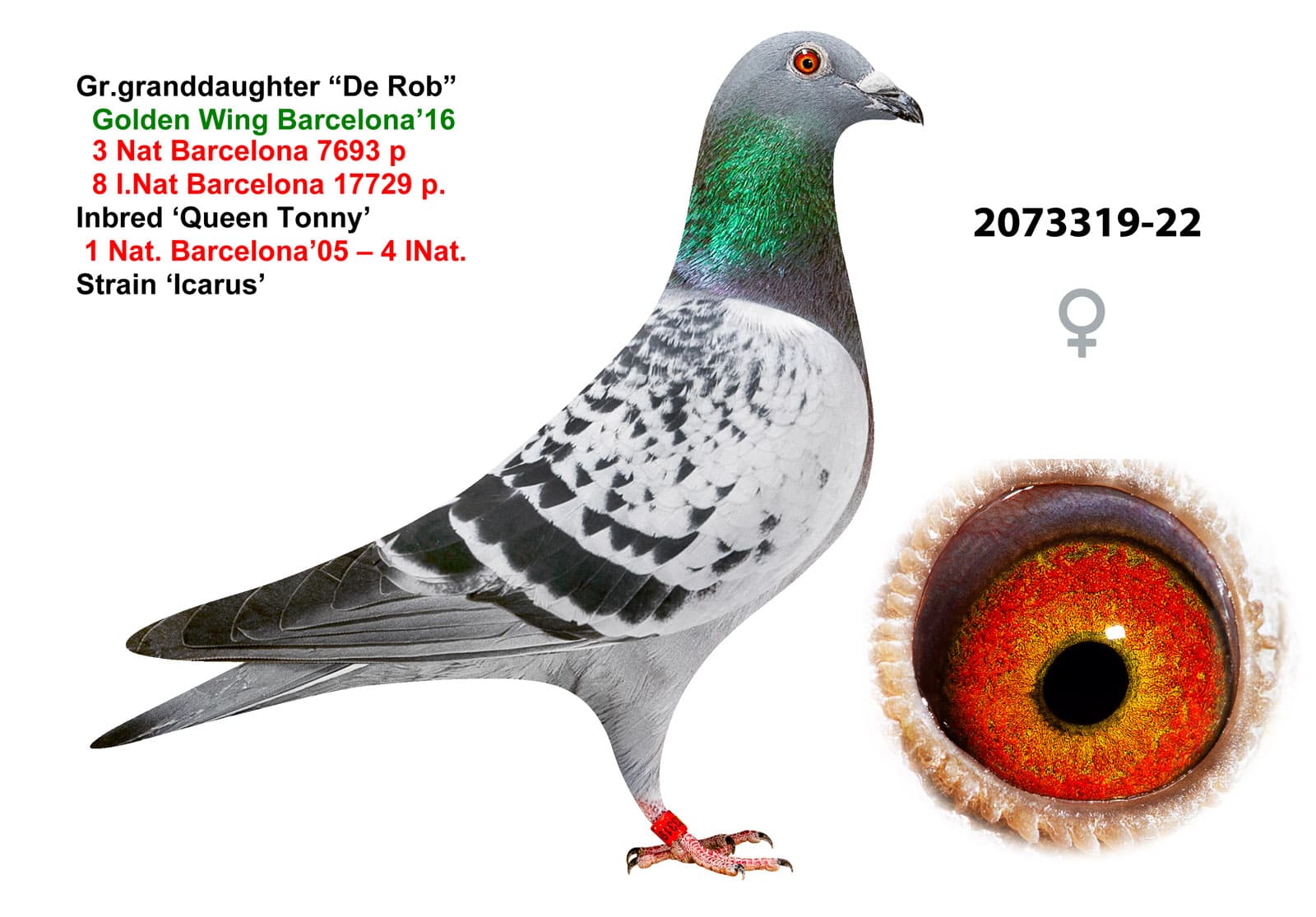 pigeon: undefined
