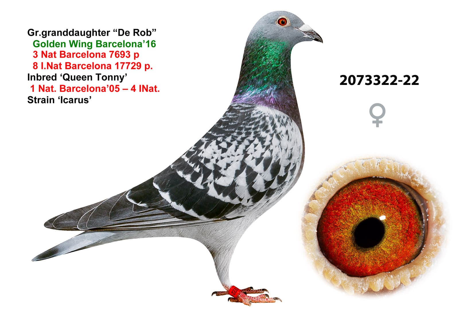 pigeon: undefined