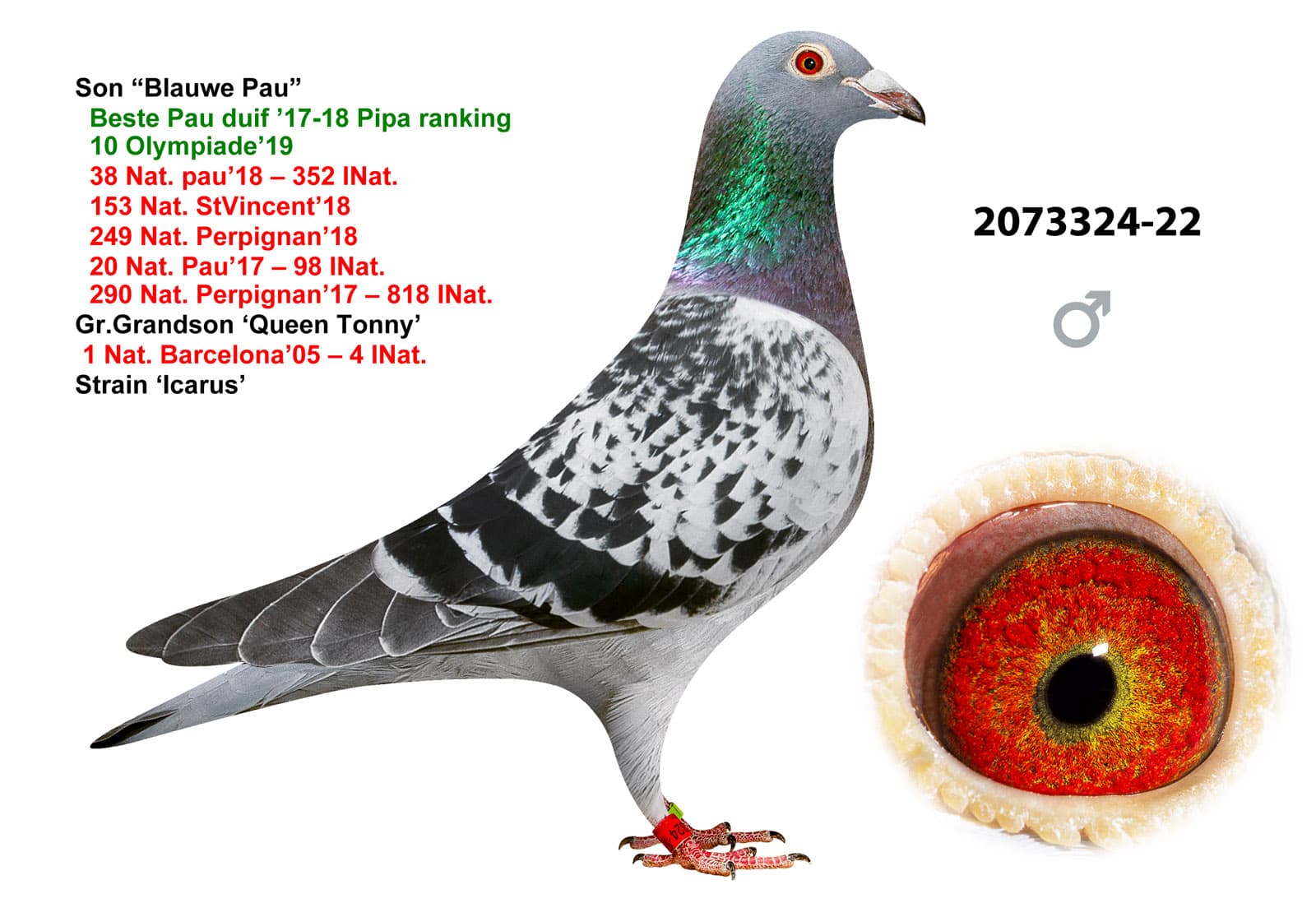 pigeon: undefined