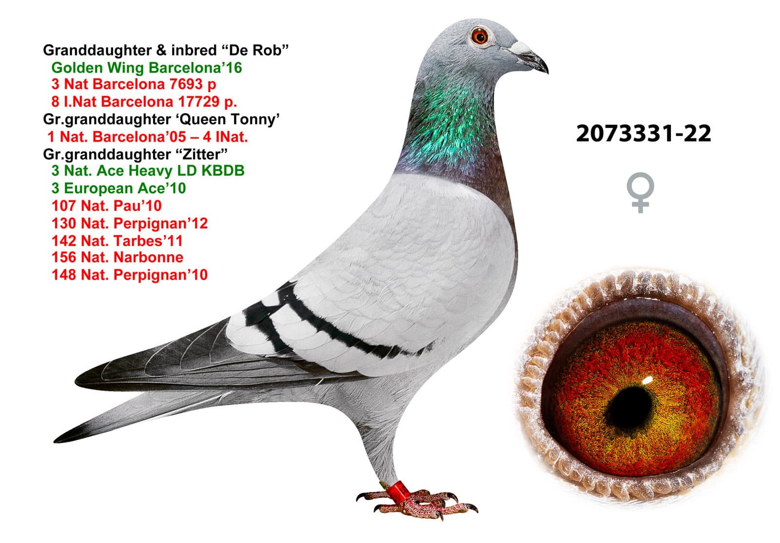 pigeon: undefined