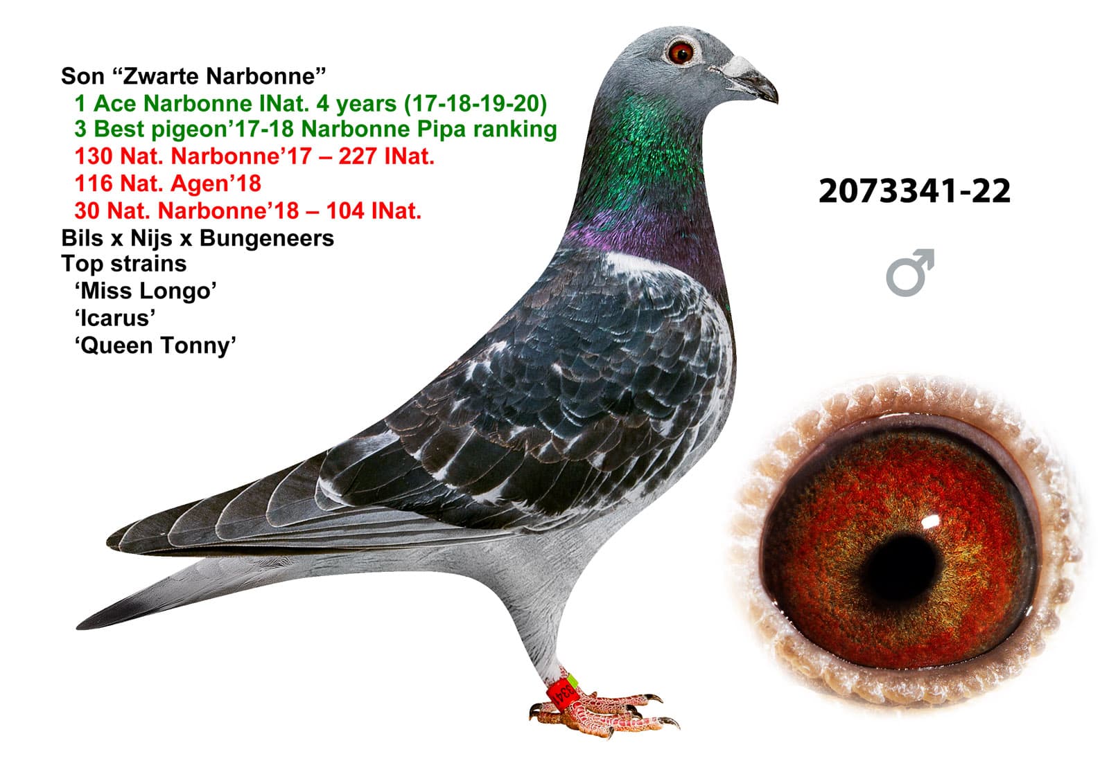 pigeon: undefined