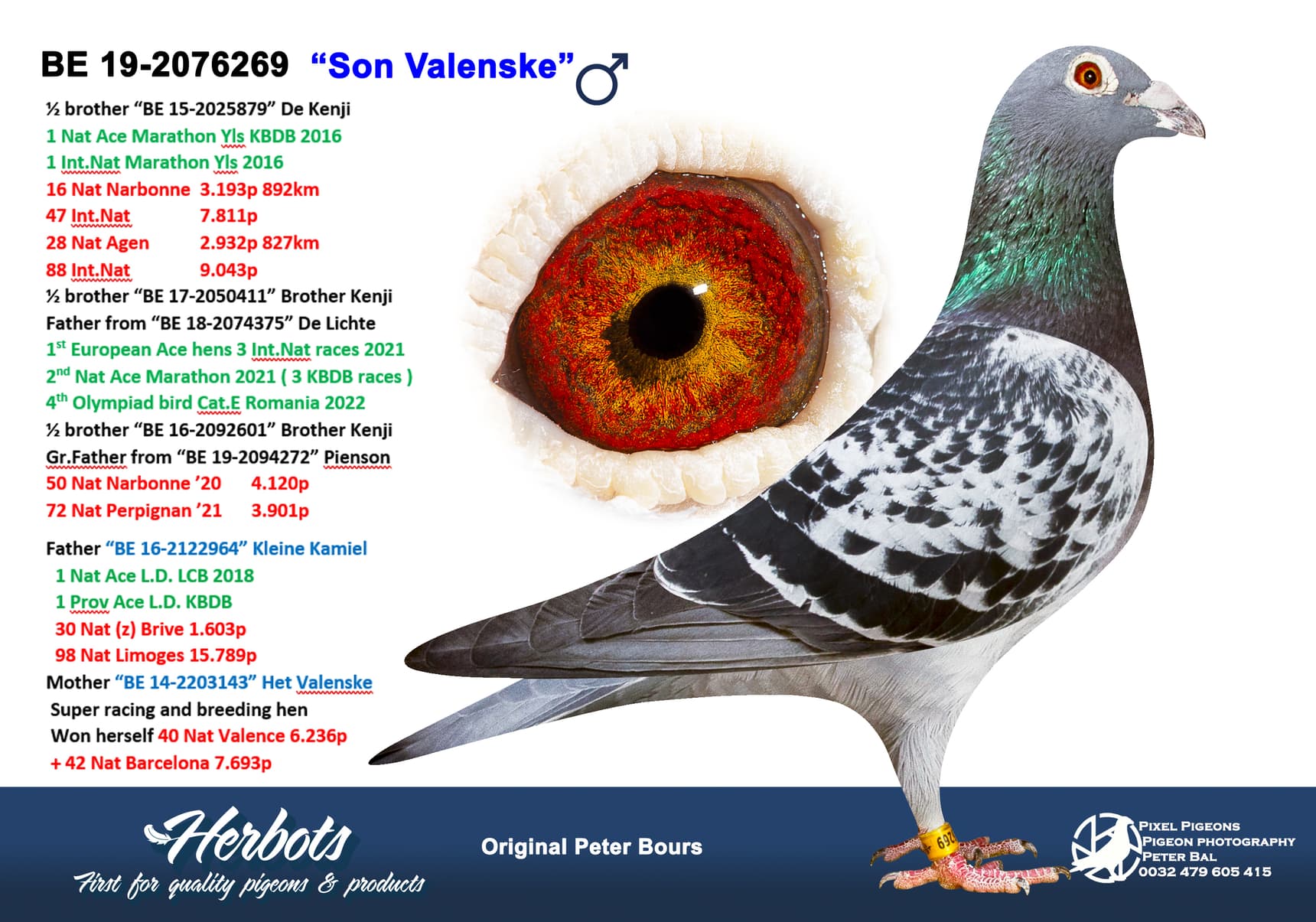 pigeon: undefined