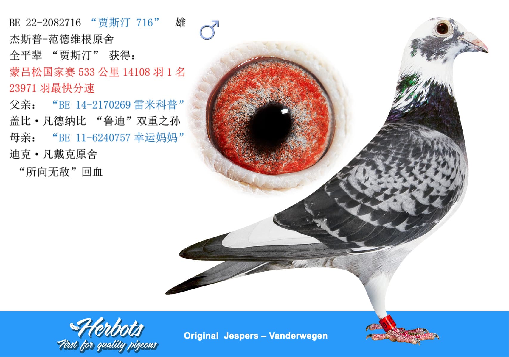 pigeon: “贾斯汀 716”