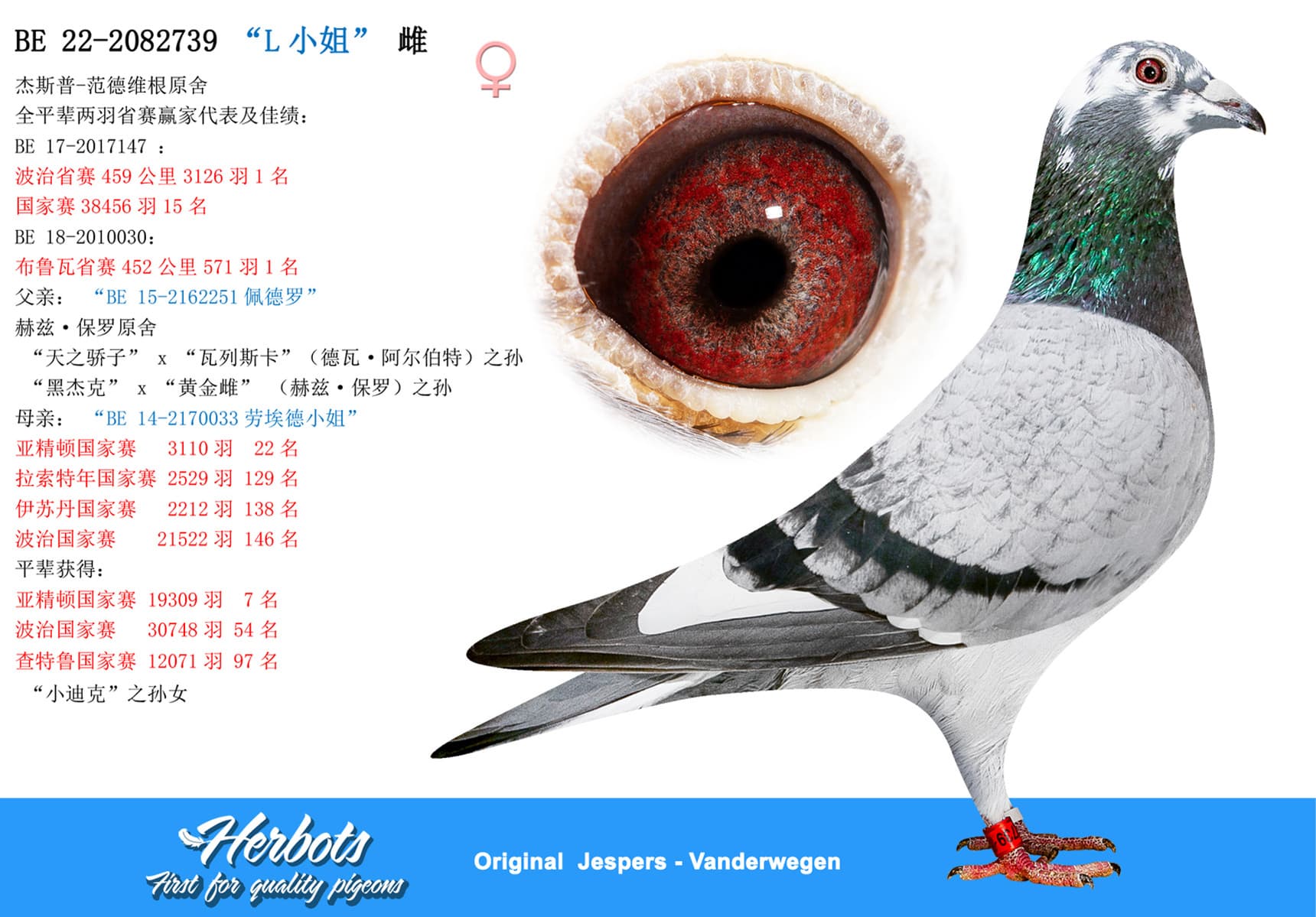 pigeon: undefined