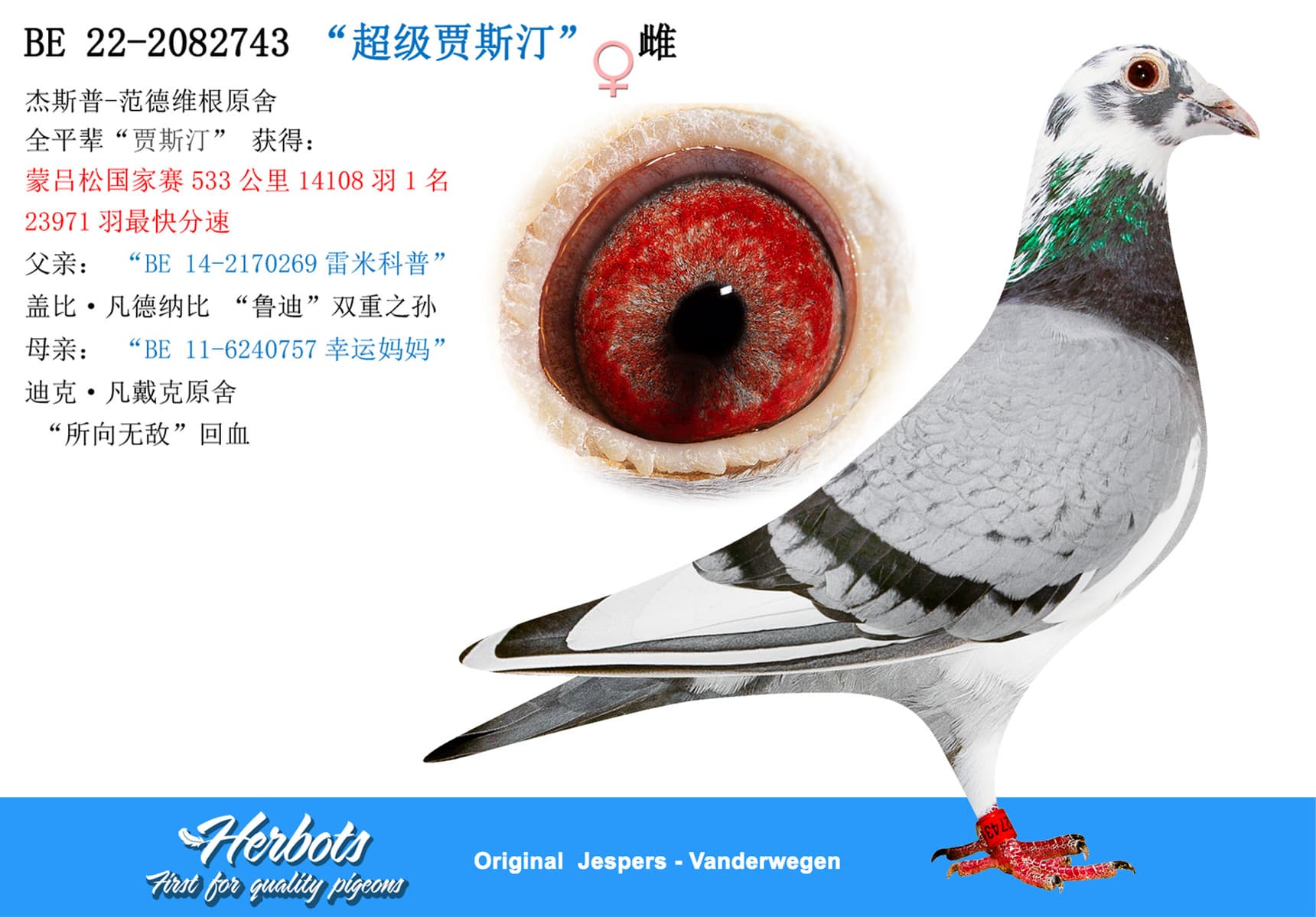 pigeon: undefined