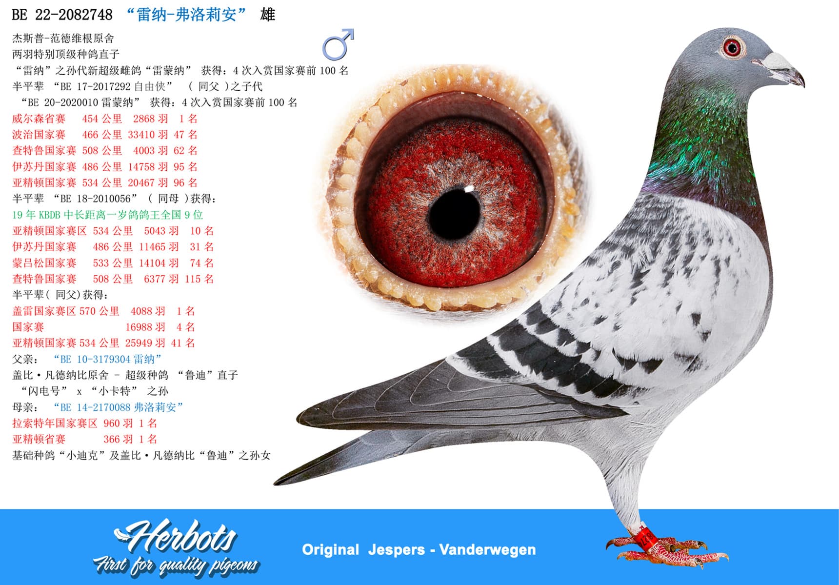 pigeon: “雷纳-弗洛莉安”