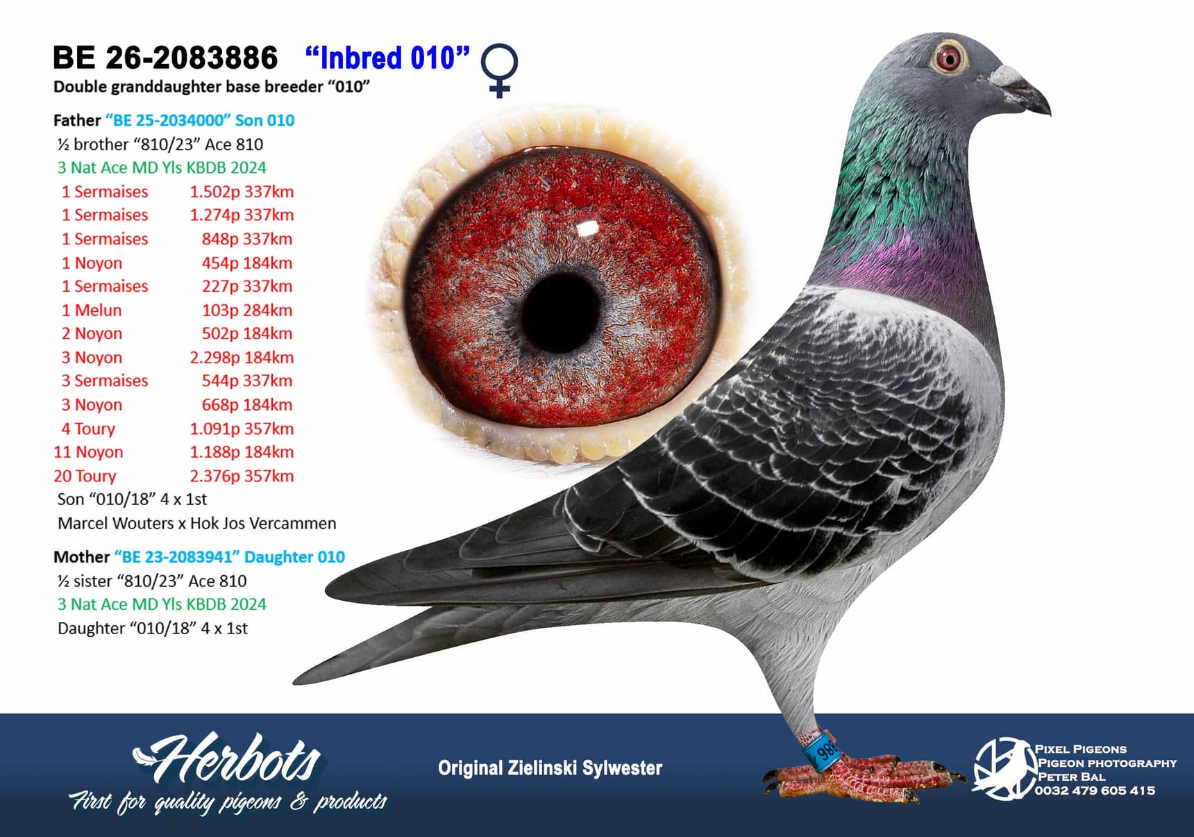 pigeon: undefined