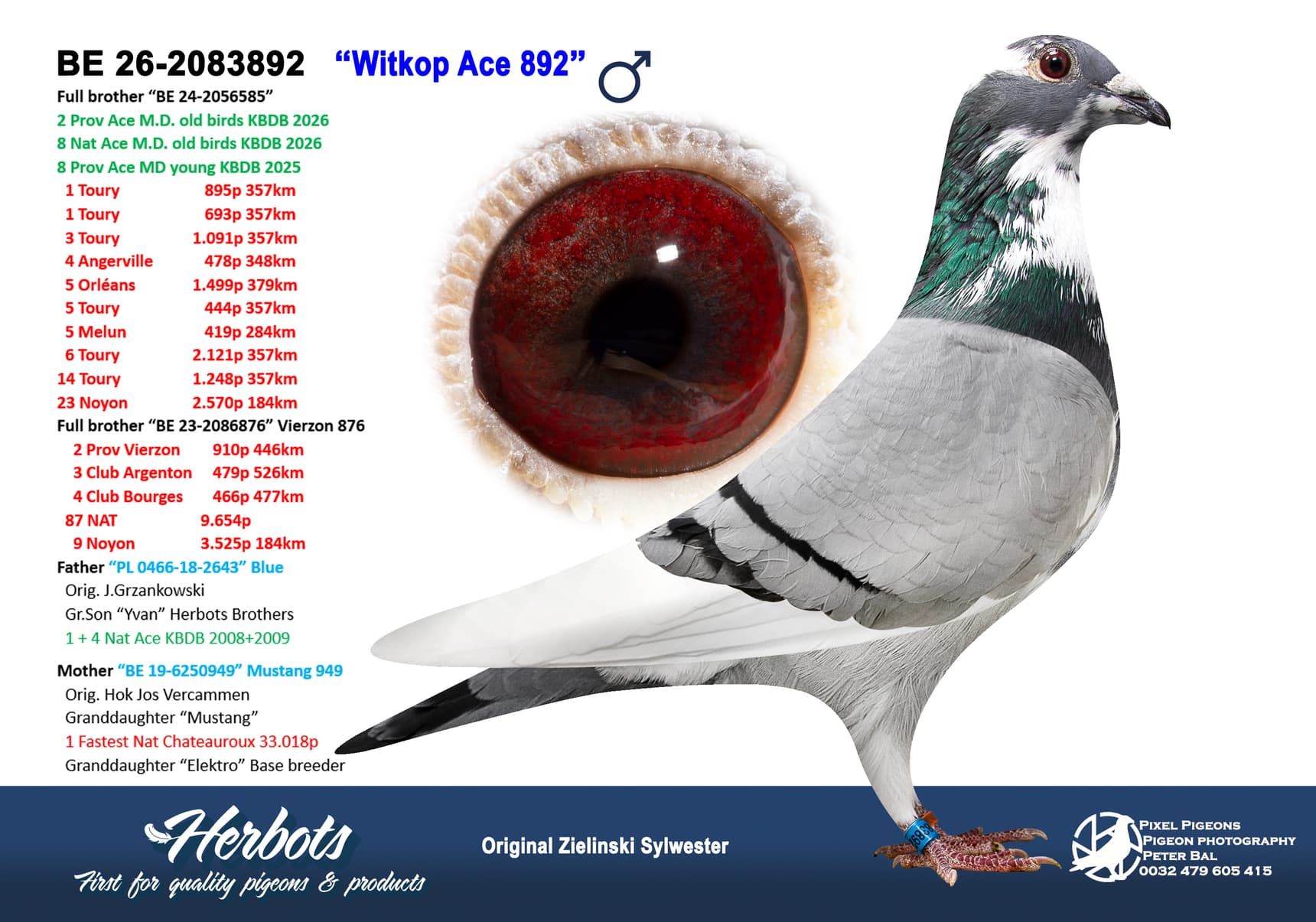 pigeon: undefined