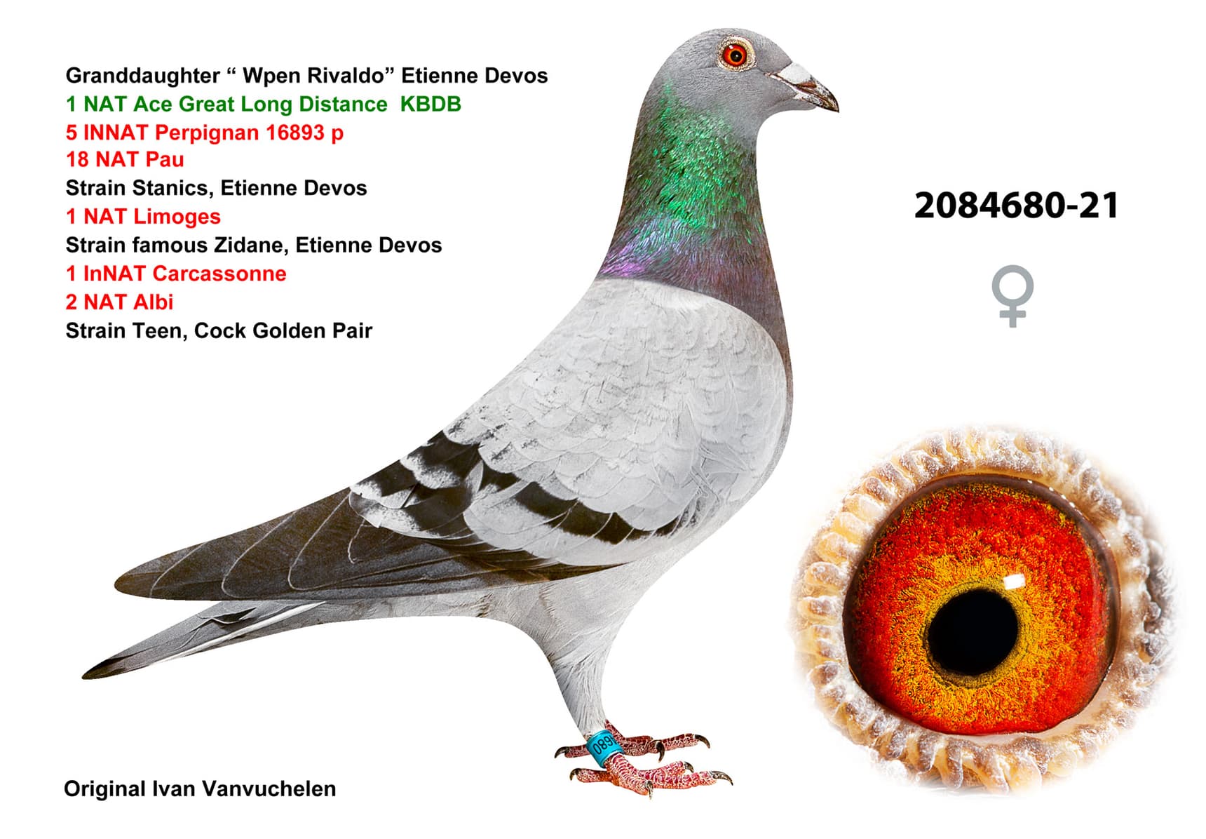 pigeon: undefined