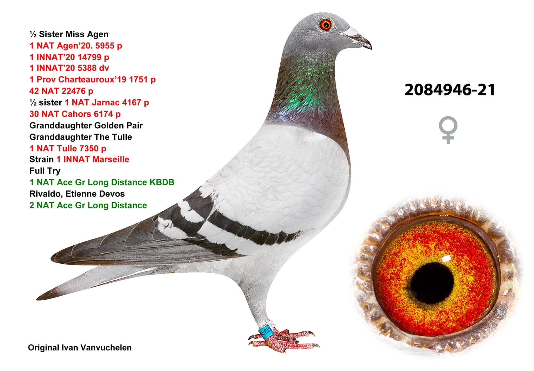 pigeon: undefined