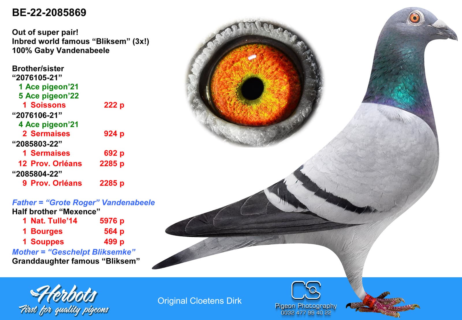 pigeon: undefined