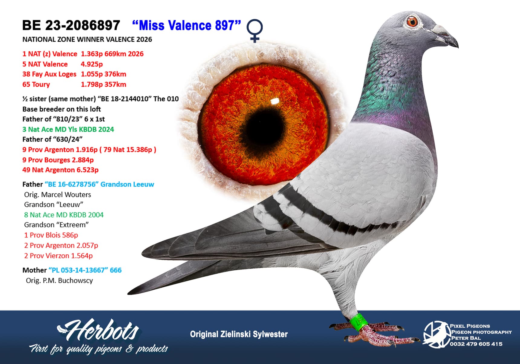 pigeon: undefined