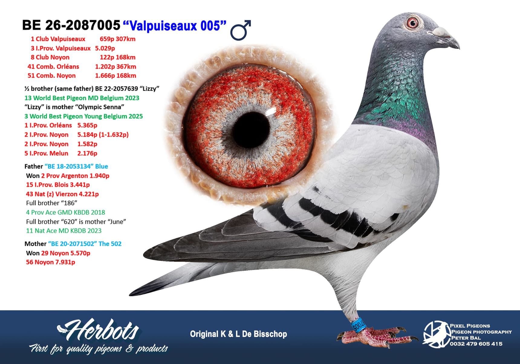 pigeon: undefined