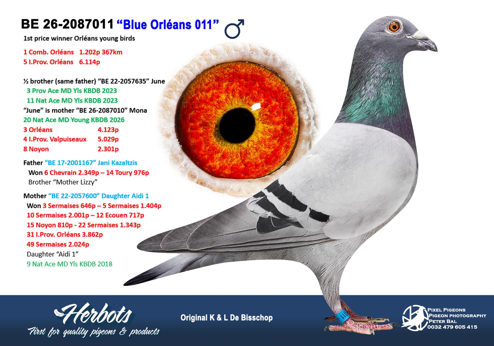 pigeon: undefined