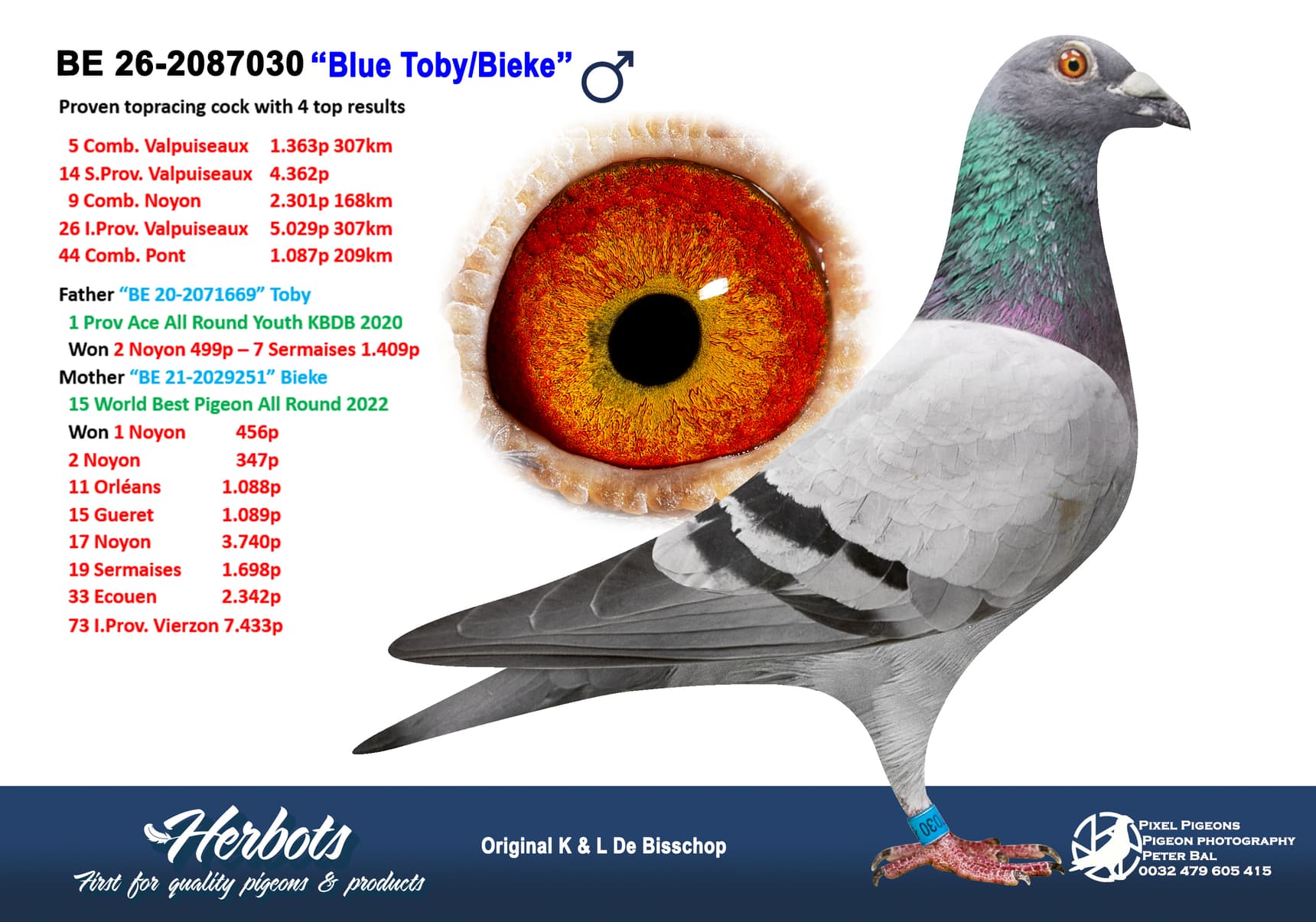 pigeon: undefined