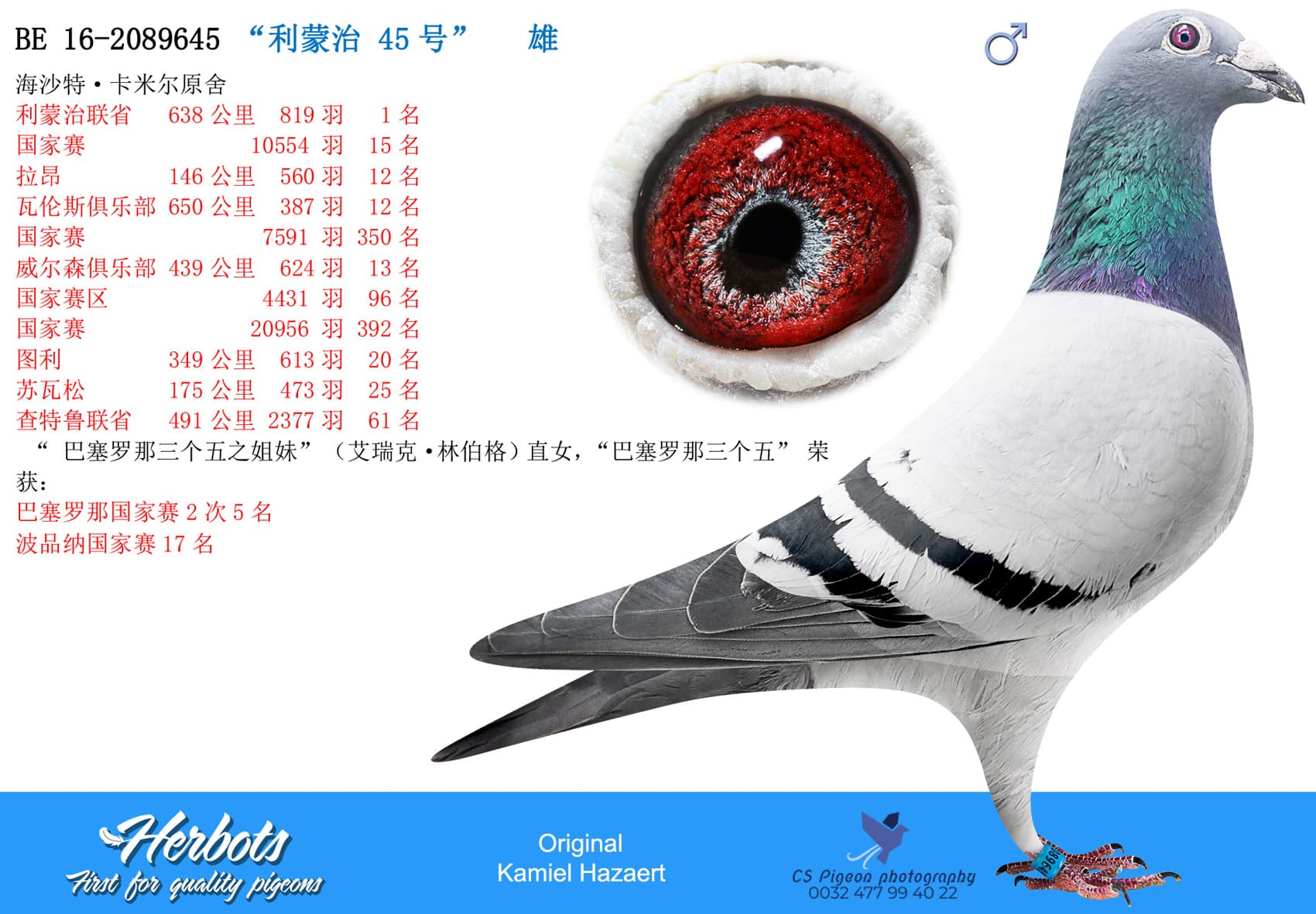 pigeon: “利蒙治 45号”